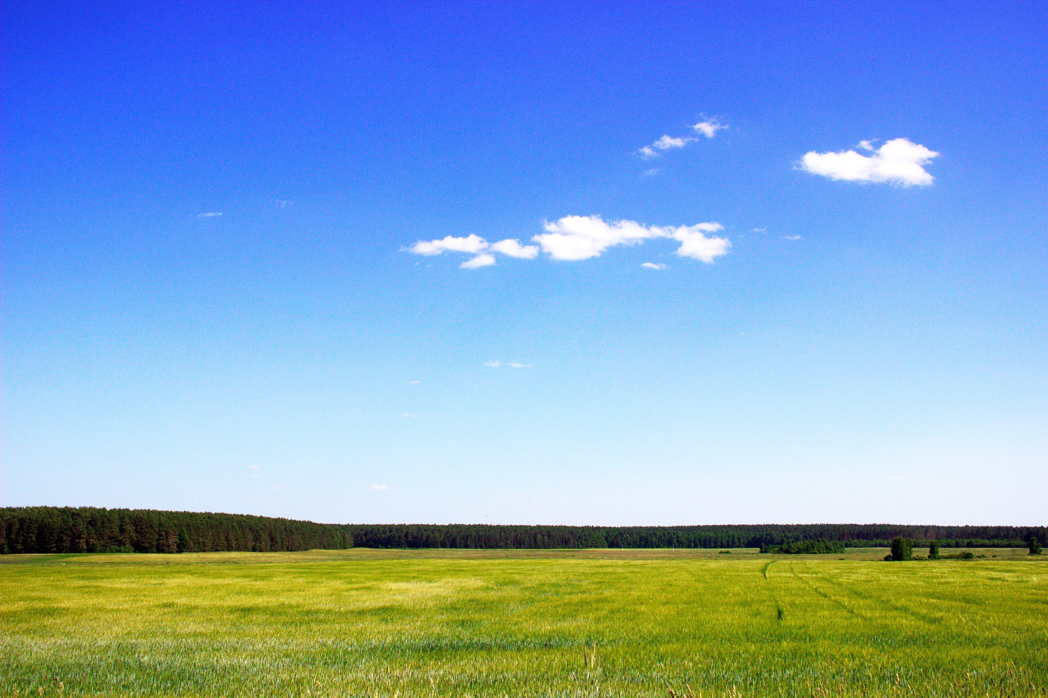 Песню небо голубое поле. Природа Якутии Алаас. В чистом поле.... Поле и лес вдалеке. Поле и небо.