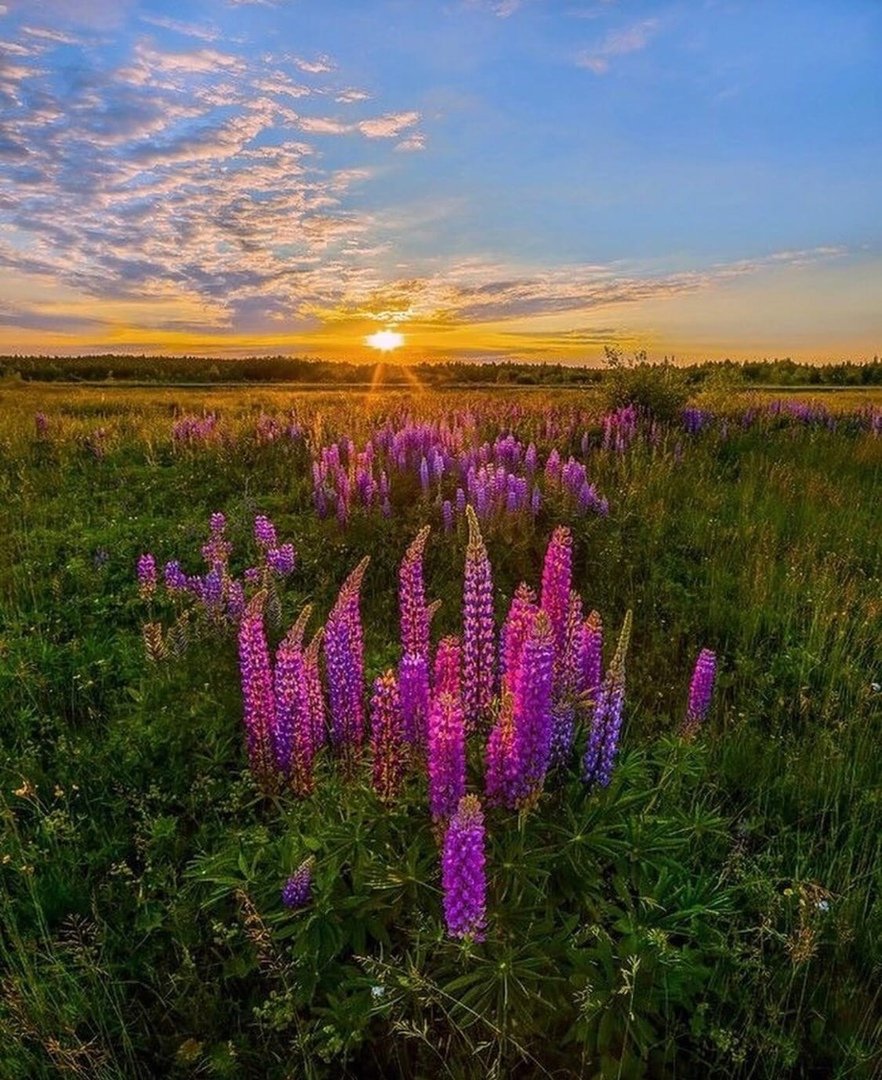 Люпиновые поля в подмосковье фото