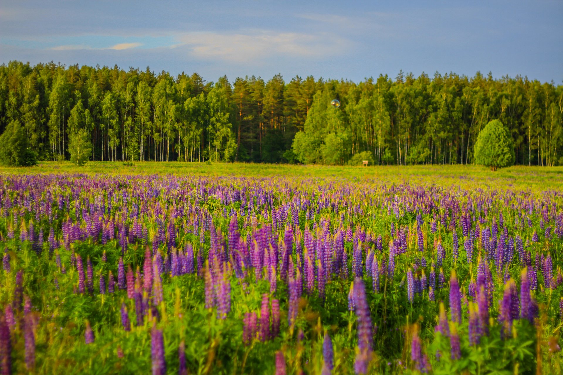 Фото люпины в поле