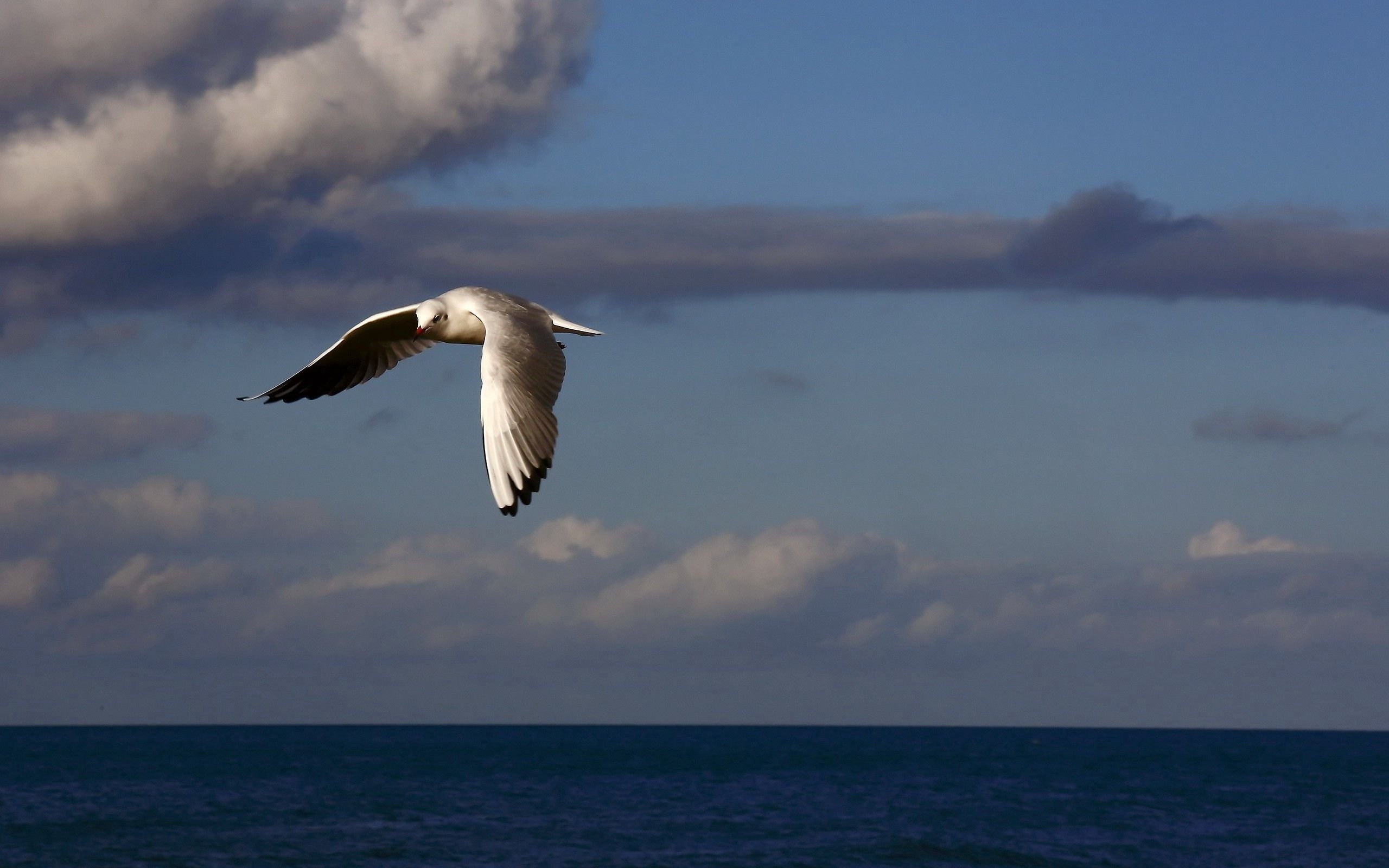Облака бегут над морем значение. Птицы над морем. Чайки. Море, Чайки. Чайки над морем.