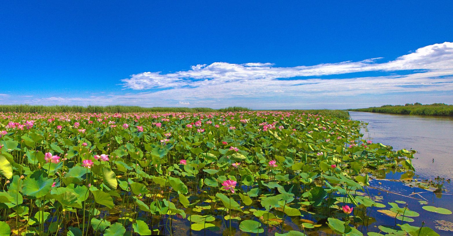 Лотосовые поля в дельте Волги