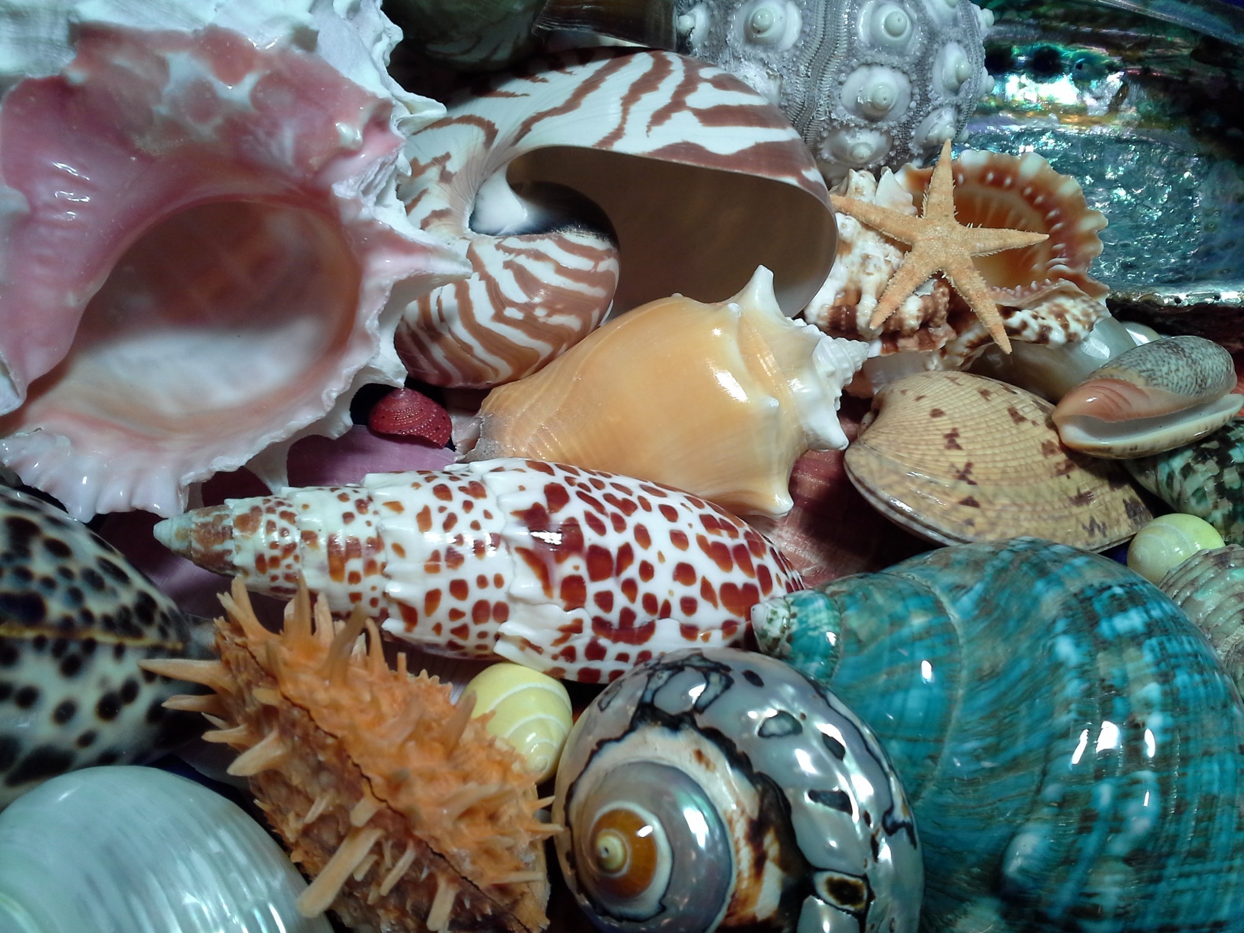 Ракушка на дне. Тридакна Средиземного моря. Морская раковина. Красивые ракушки. Красивые морские раковины.