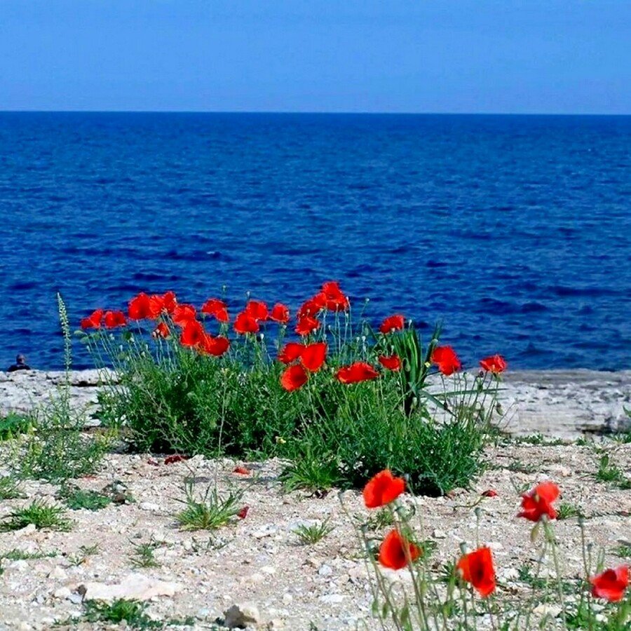 Маки иссык куля фото