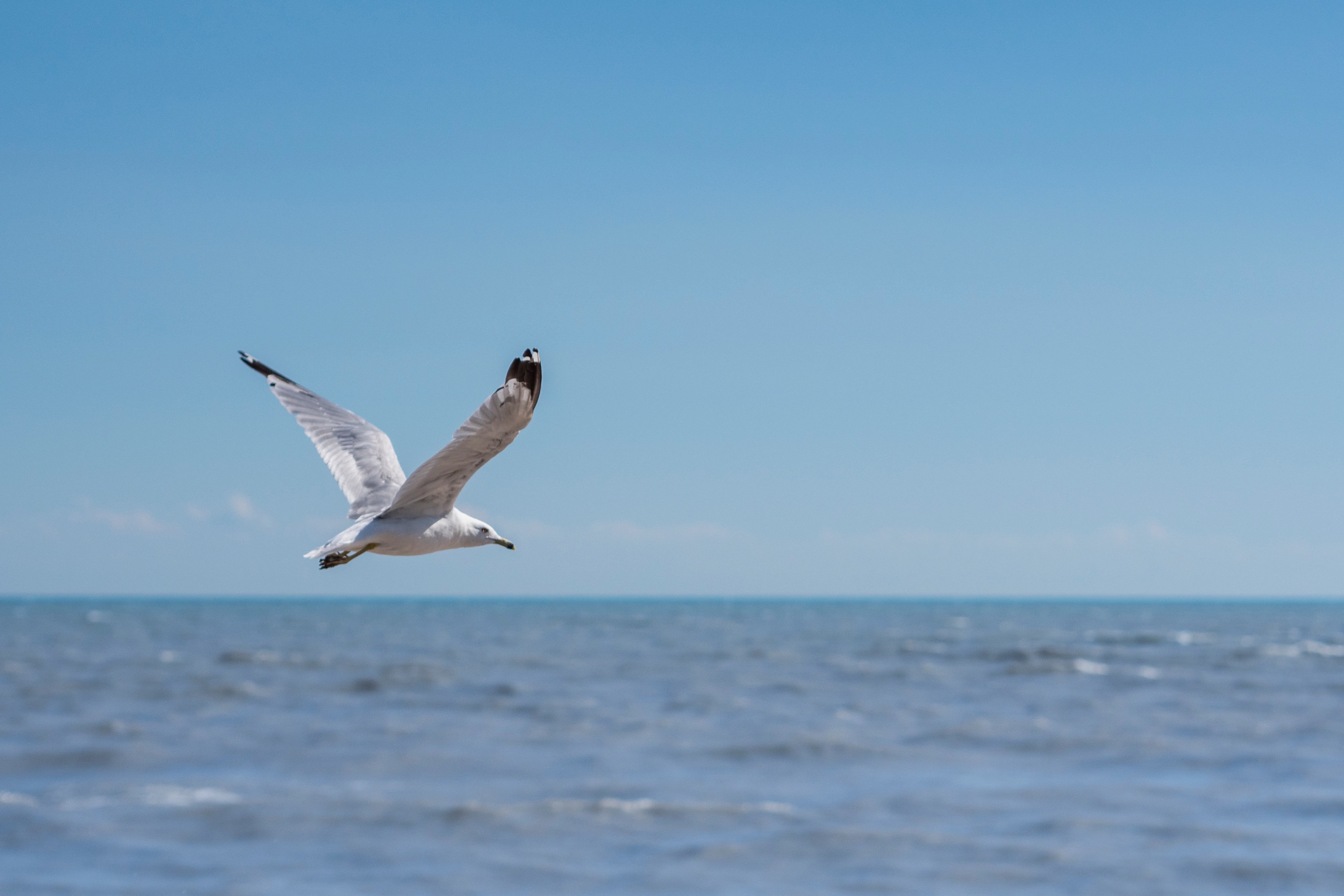 Звук морских птиц. Альбатрос на финском заливе. Альбатрос Байкал. Чайки над морем. Птицы над морем.