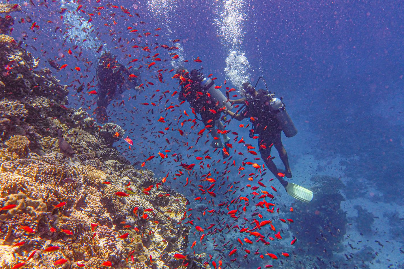 Reef шарм эль шейх