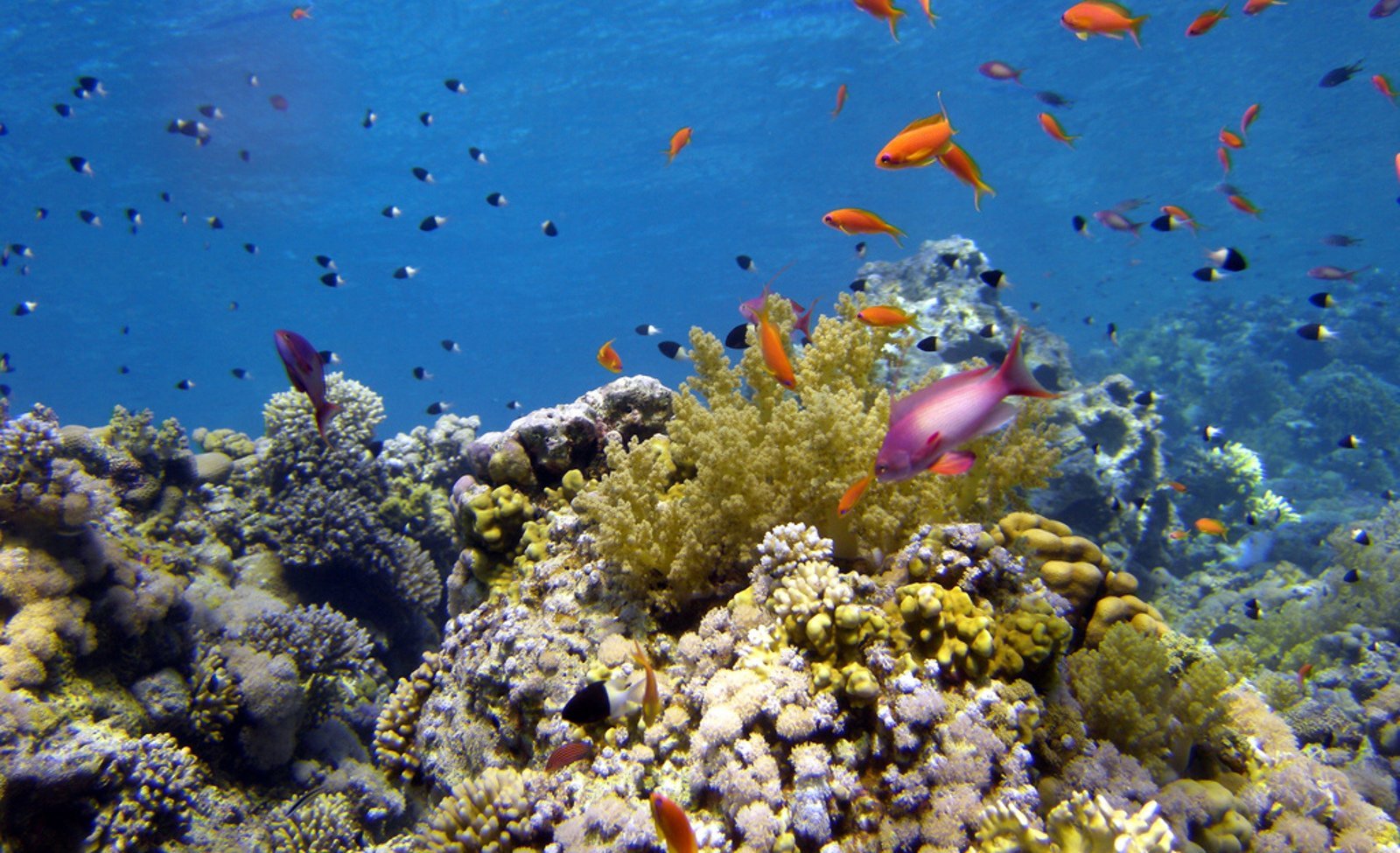 Лучший коралловый риф. Риф Шарм-Эль-Шейх. Коралловые рифы в Египте Шарм-Эль-Шейх. Красное море риф Шарм Эль Шейх. Красное море в шармаль Шейхе.