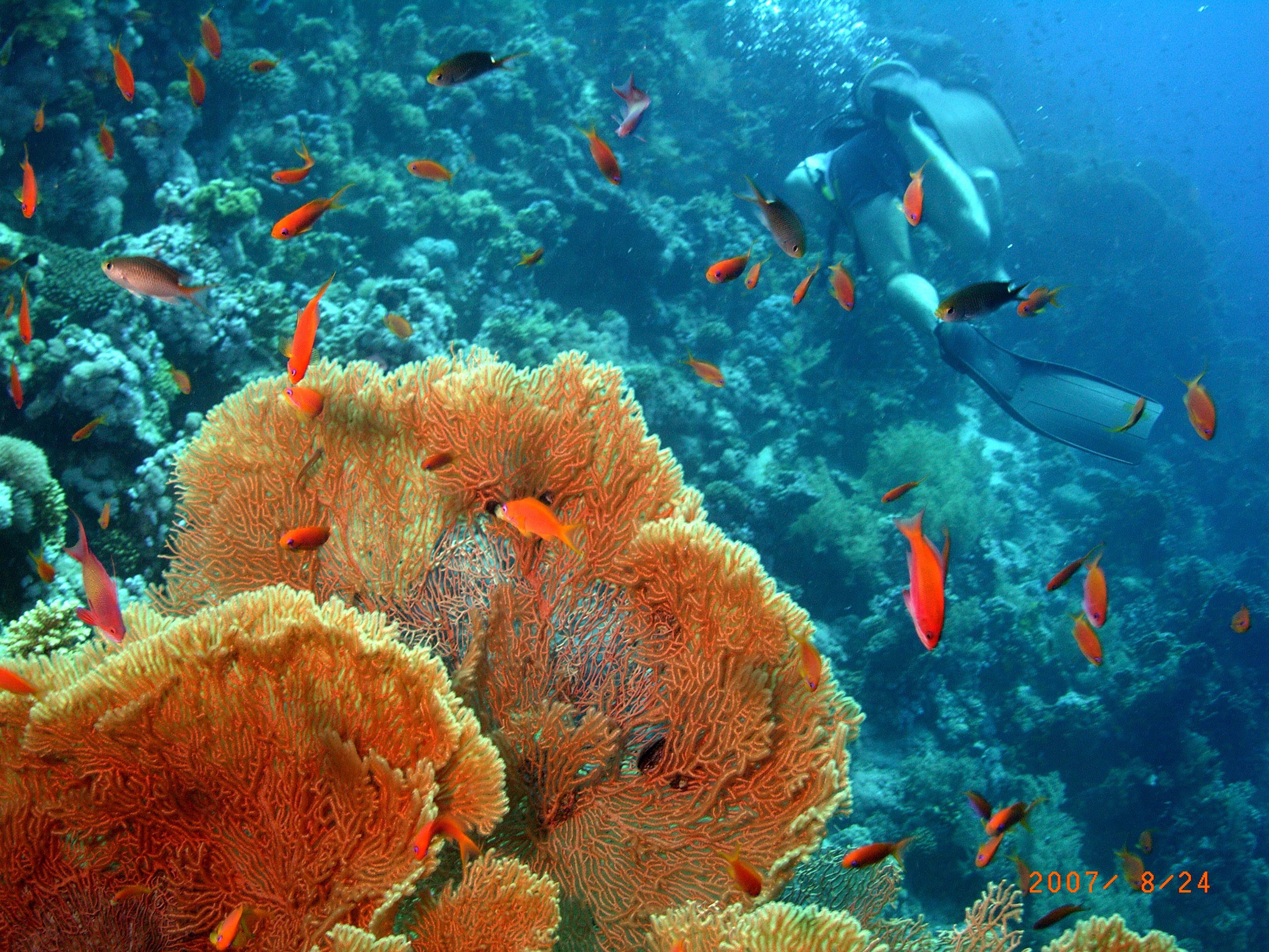 риф красного моря