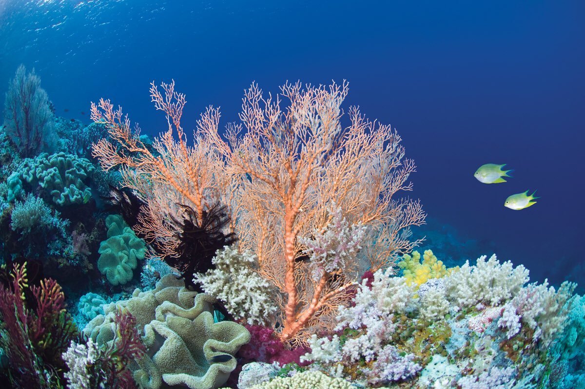 Рифы в море фото