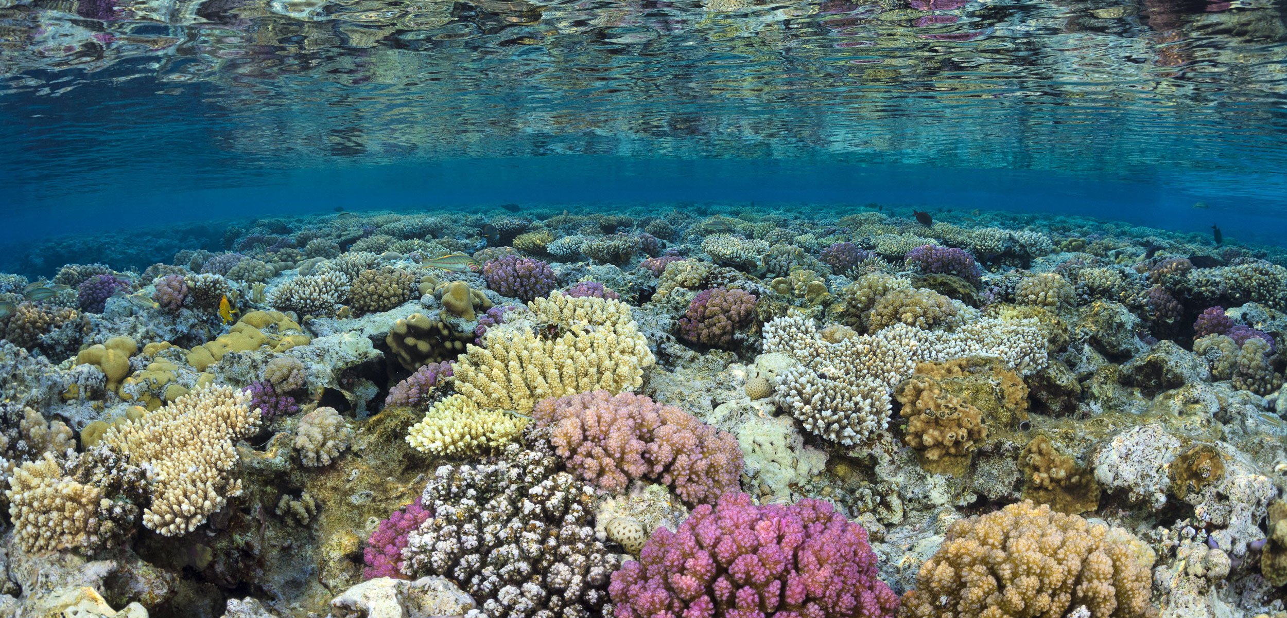 Древние коралловые рифы. Коралловые рифы красного моря. Кайо Коко коралловый риф. Устричный риф. Коралловый риф у берегов Хургада.