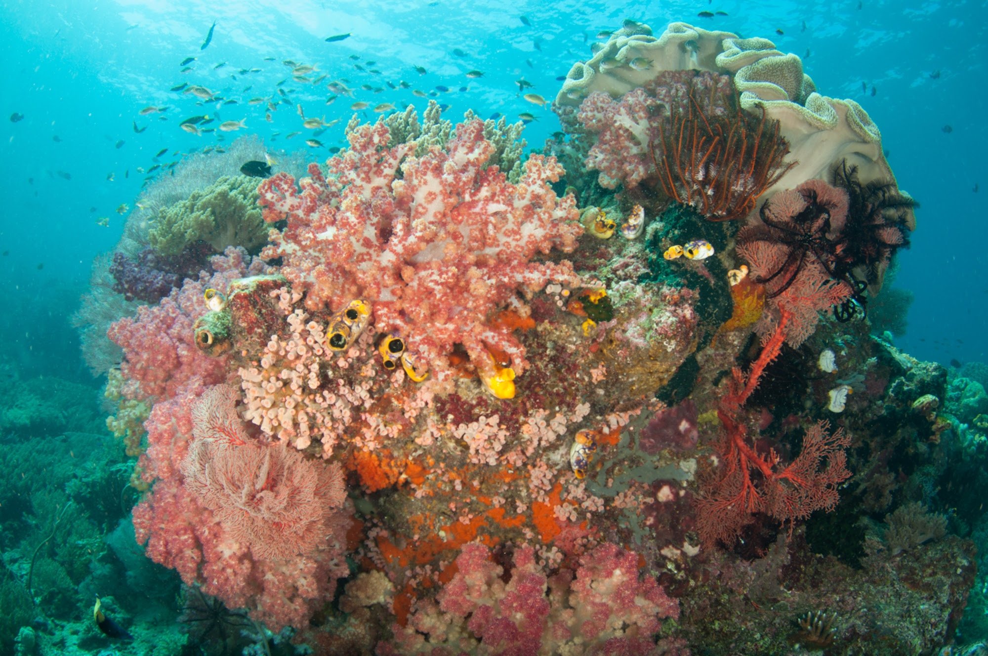 Рифы тихого океана. Коралловый риф Раджа-Ампат. Коралловые рифы Монерон. Остров сент Джонс красное море.