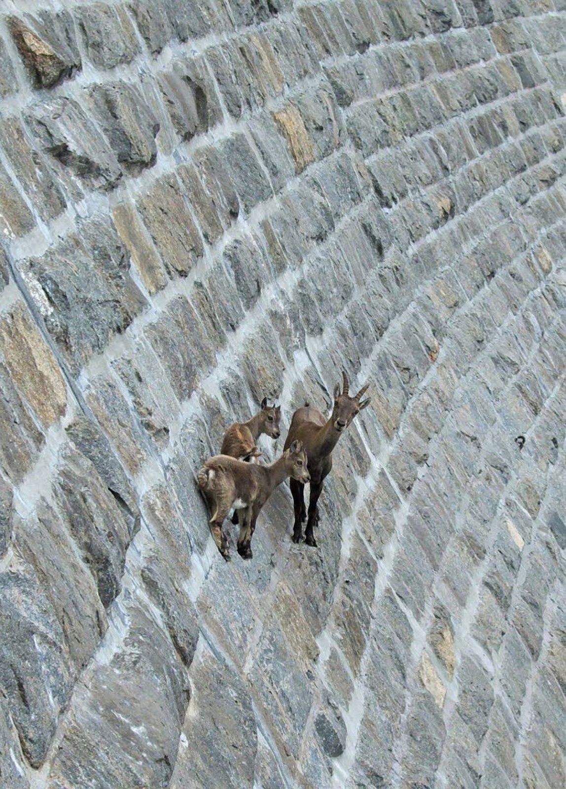 Горные козлы на отвесных скалах фото