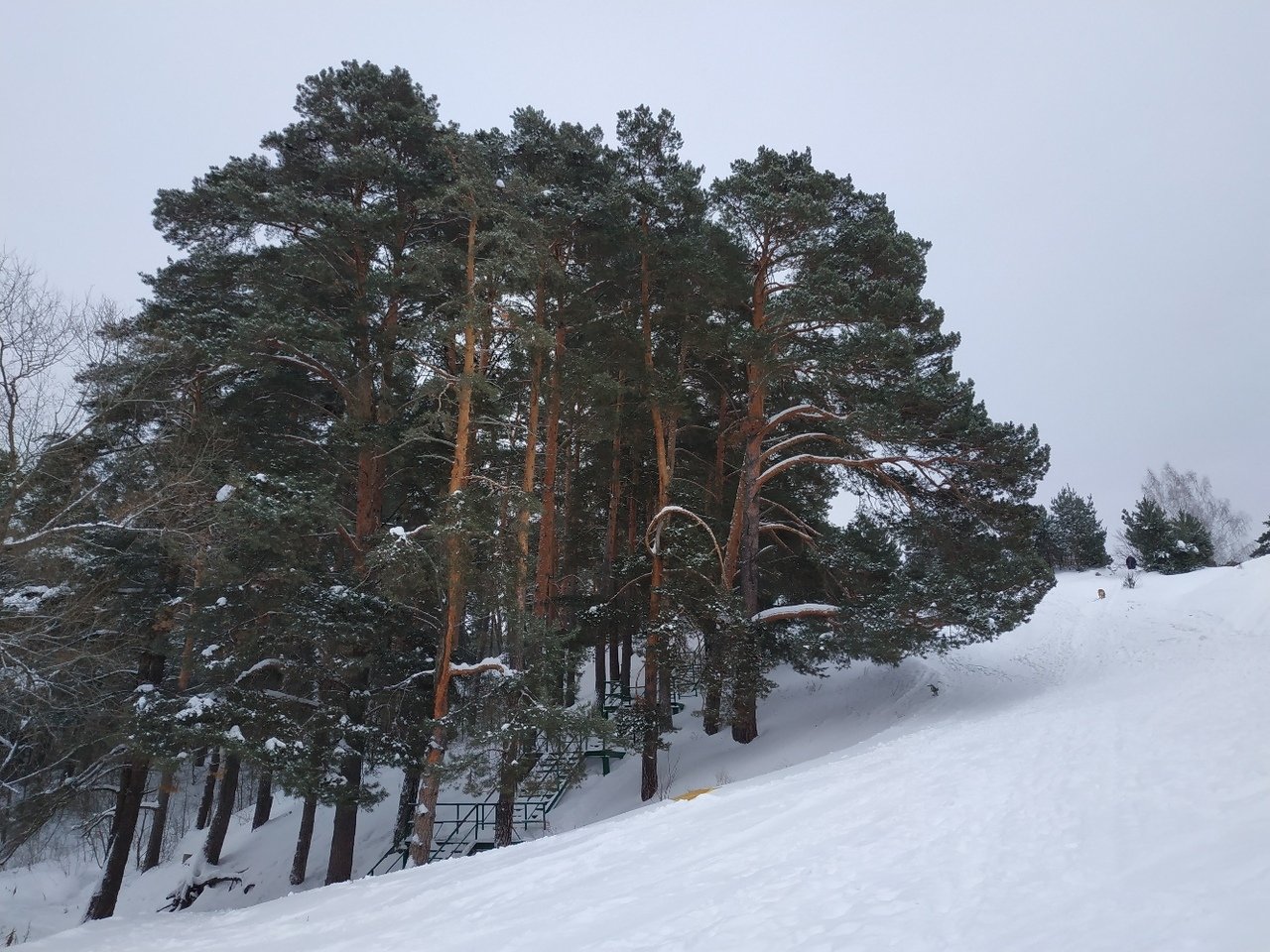 Рязань гора. Лысая гора Солотча. Лысая гора Солотча Рязань. Солотча Рязанская область лысая гора. Лысая гора Солотча зима.