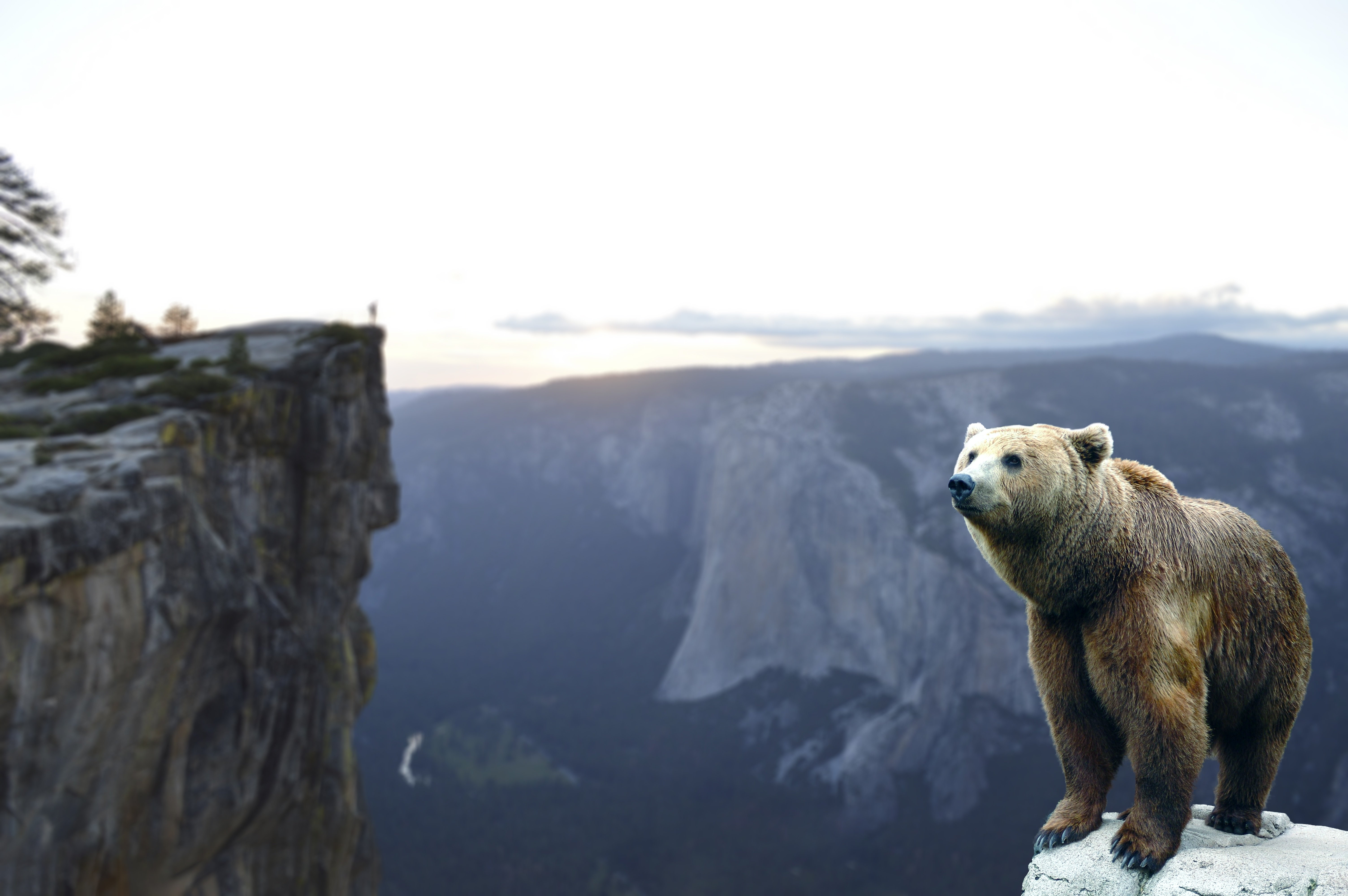 бурый медведь в горах