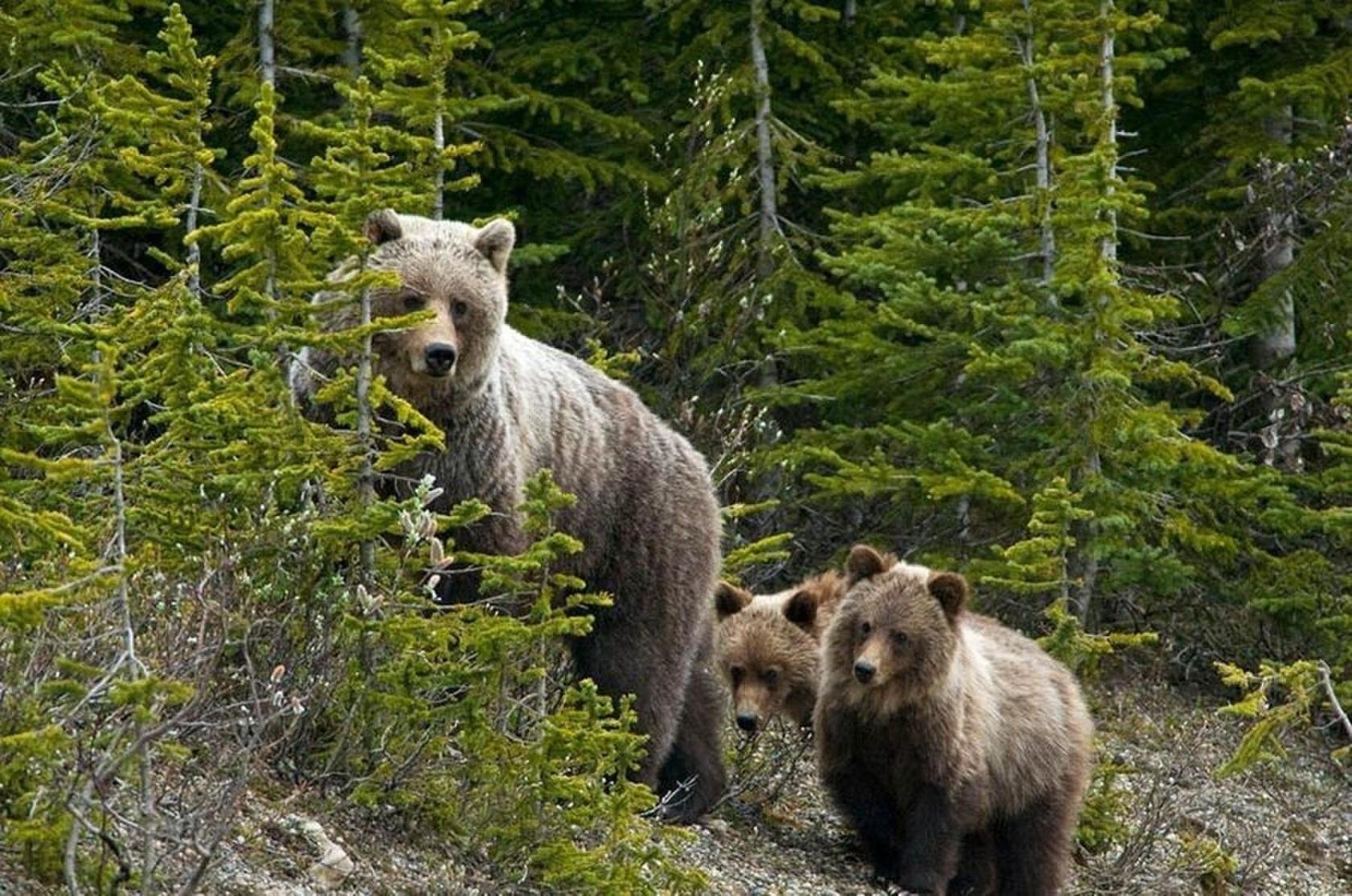 Животные средней сибири. Национальный парк Зюраткуль медведь. Медвежья гора Зюраткуль. Нац парк Зюраткуль фауна. Национальный парк Зюраткуль растительный мир.
