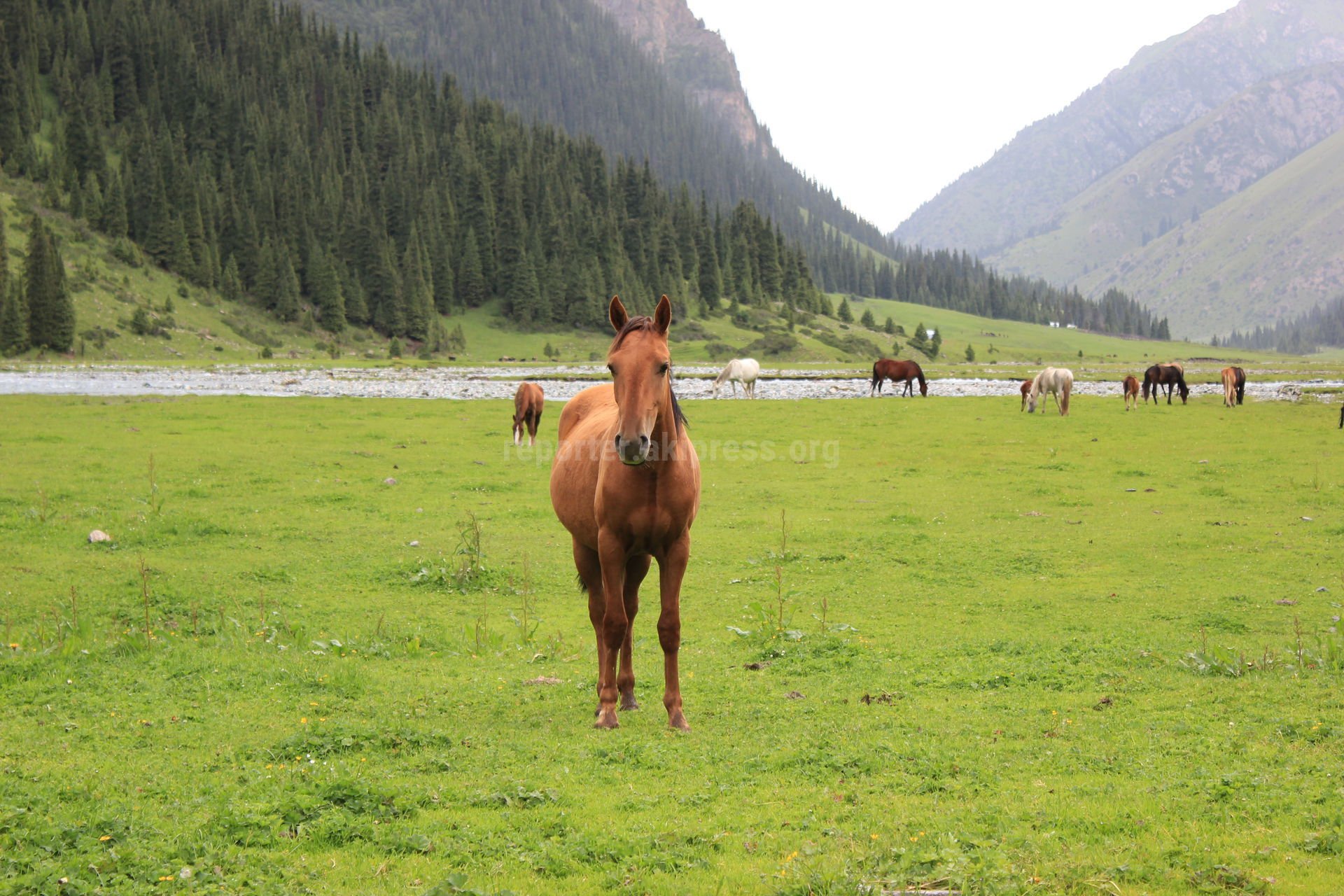 С дроном природа Kyrgyzstan Алтын Арашан