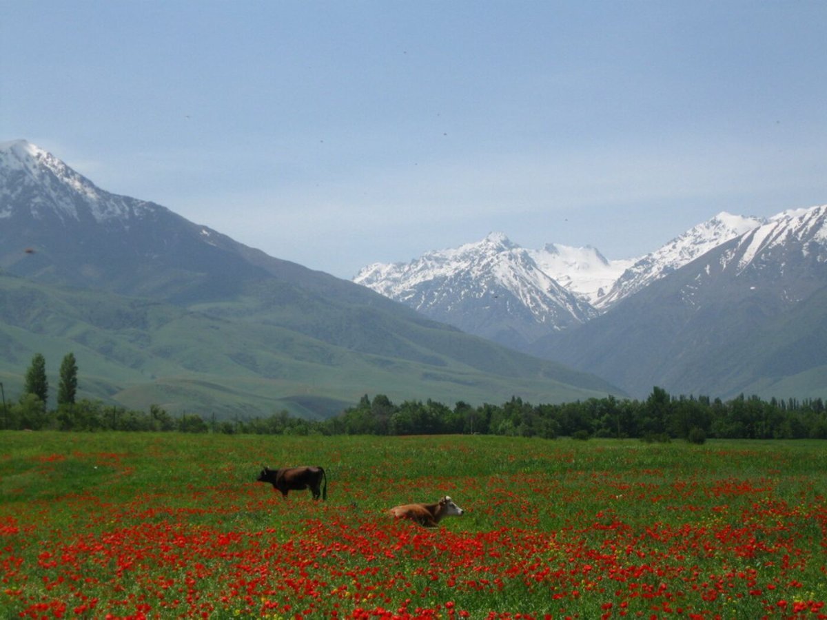 Киргизия Луга горы лошади