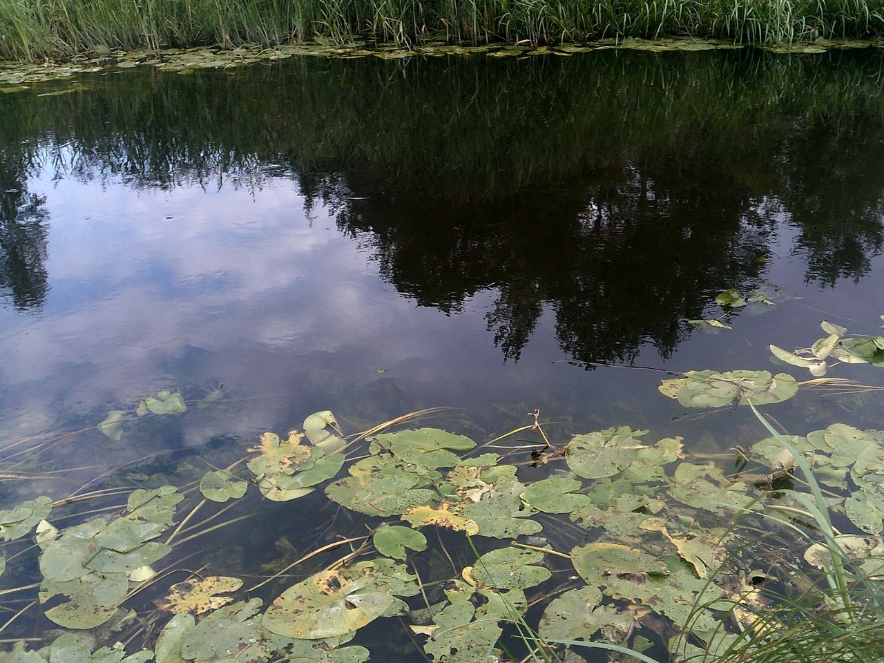 Омчино озеро Луга.