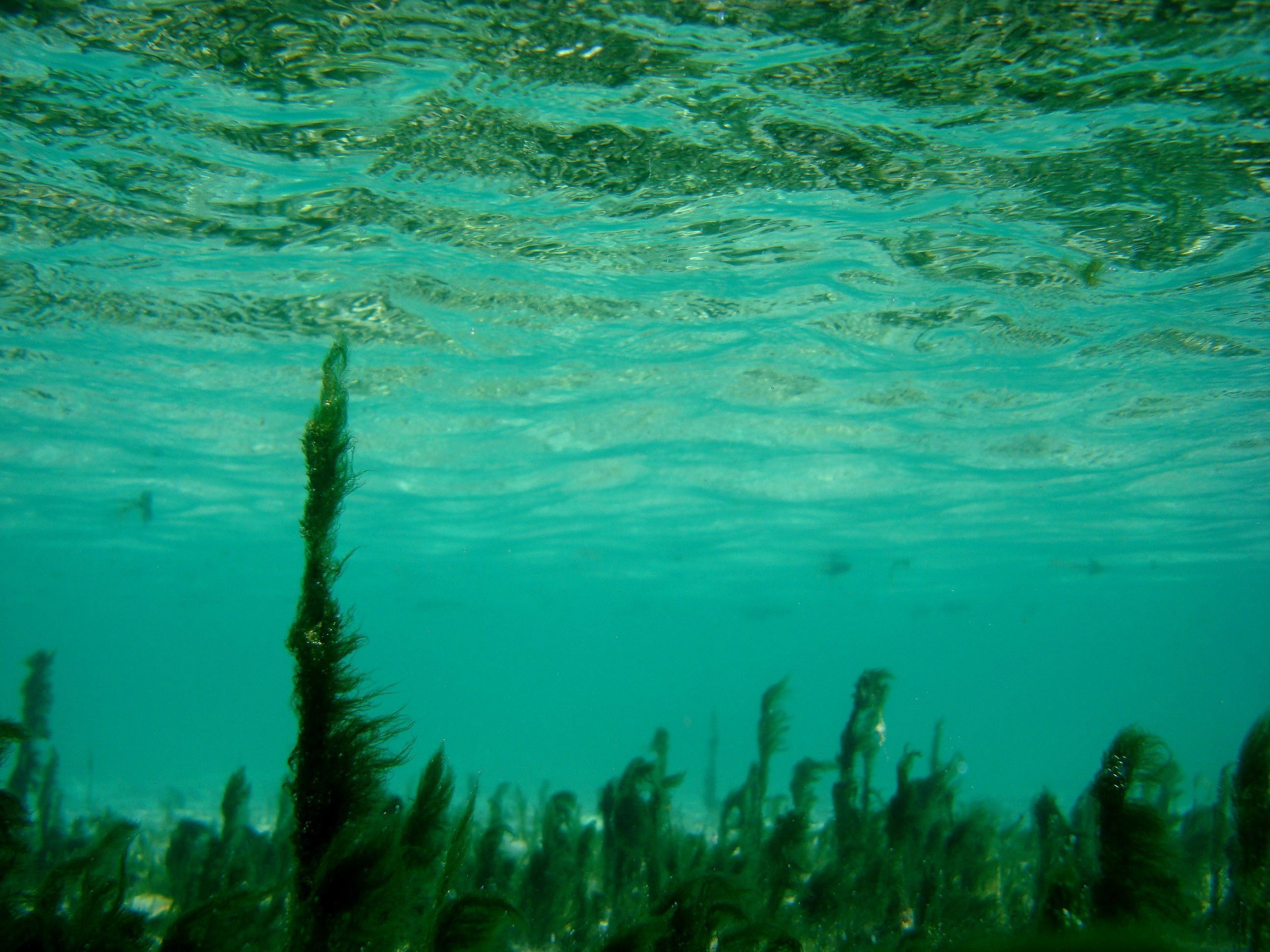 Внутренние воды в океане. Термофильные синезеленые водоросли. Диатомеи водоросли Тихого океана. «Жемчужина моря» водоросли диатомеи. Водоросли диатомеи Телецкого озера.