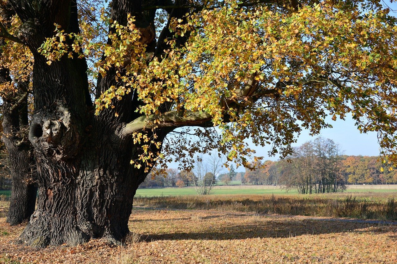 Дуб какие почвы. Дуб в Дубовом Белгород. Осенний дуб. Дуб осенью. Дуб дерево.