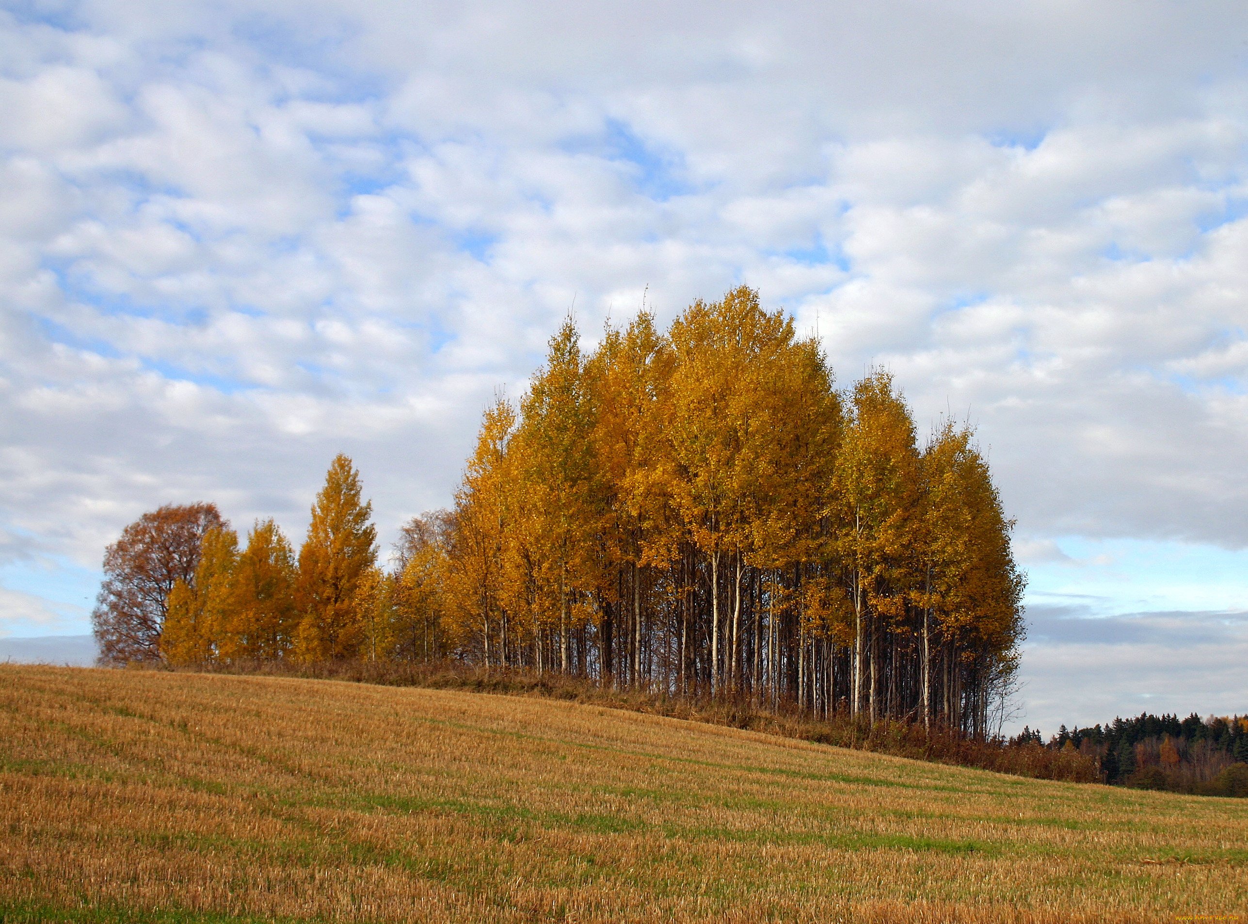 Поле 66. Осенний лес и поле.