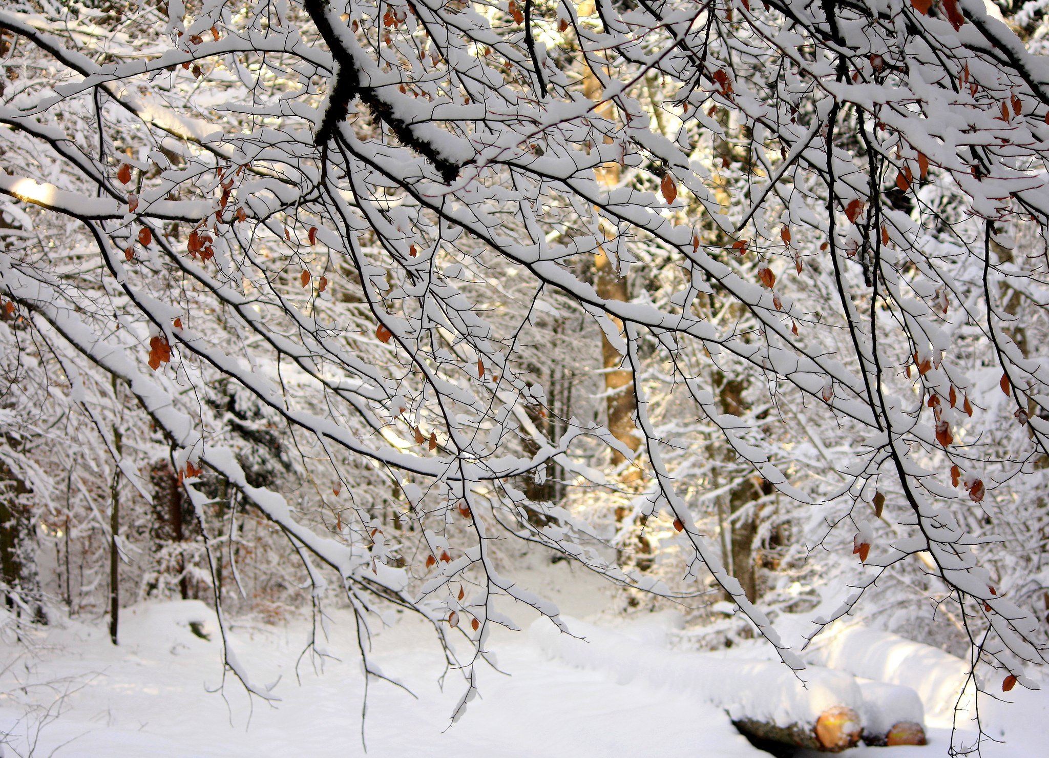 Толстого 1 снег. Ранняя зима. Природа ранняя зима. Ноябрь природа. Первый снег.