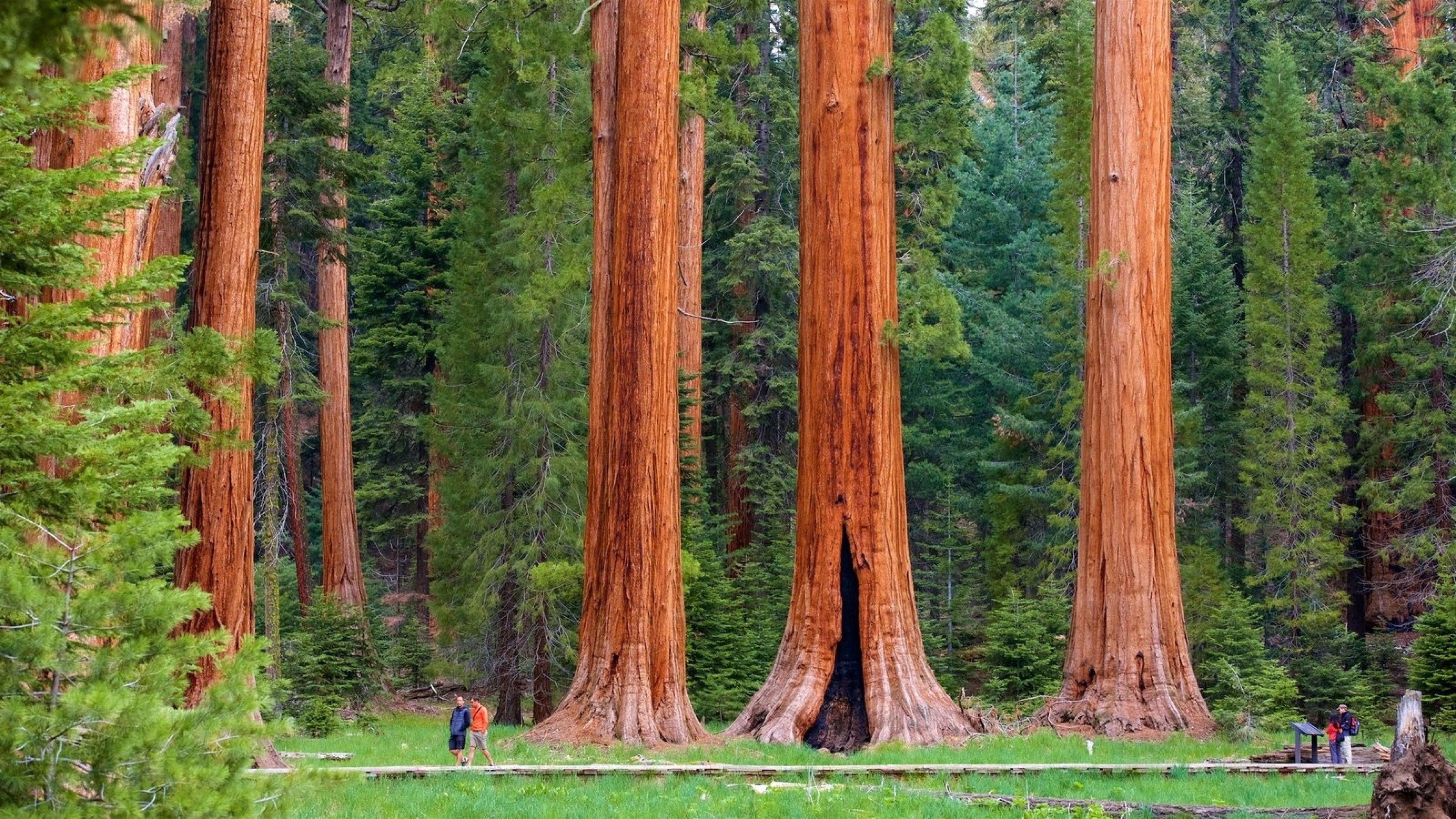 Высокое дерево в мире. Парк Секвойя США. Секвойи парк Редвуд. Национальный парк Секвойя гигантская. Секвойя дерево древесина.