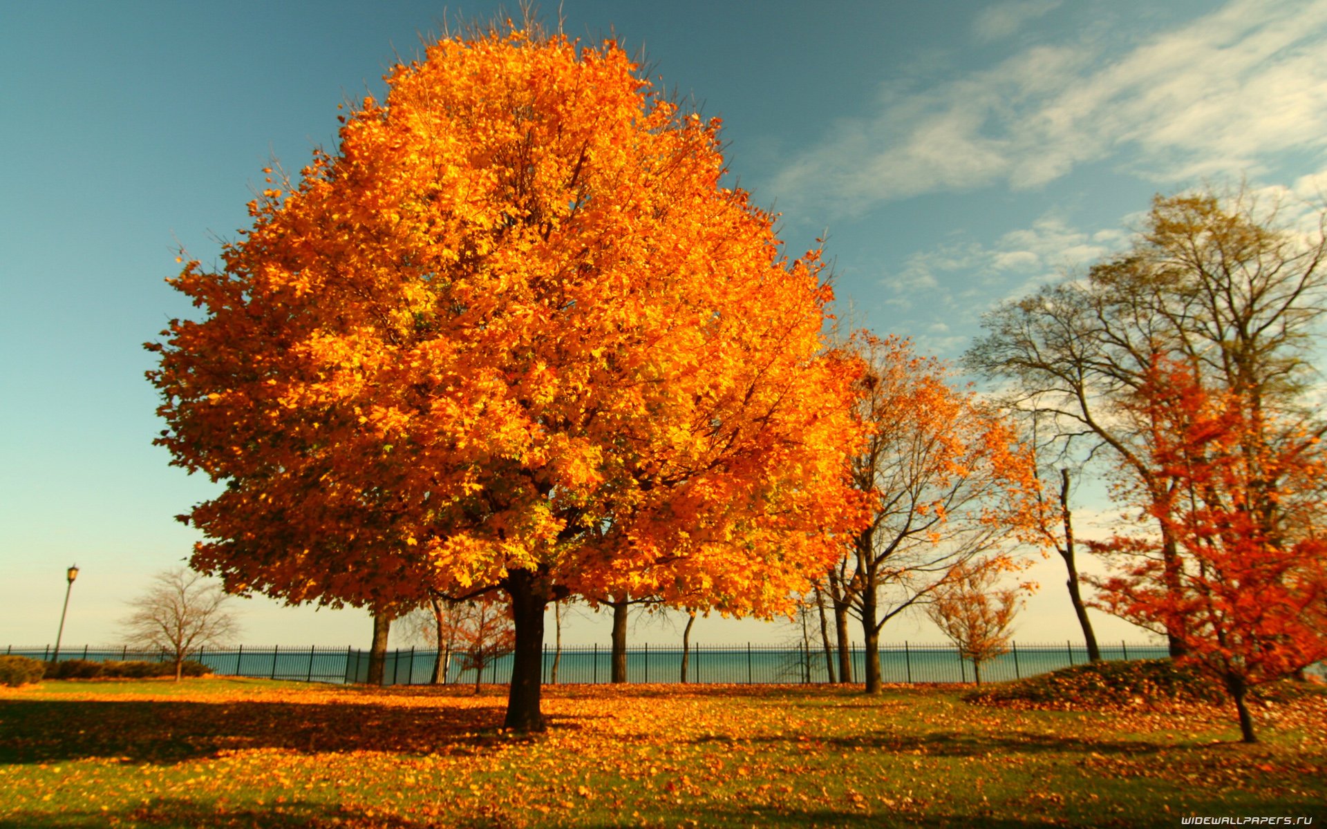 Картинки деревьев осенью. Золотистый канадский клен. Канадский клен ствол. Клен дерево. Осеннее дерево.