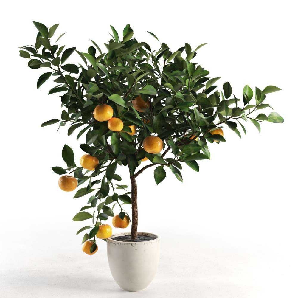 Комнатные плодовые. Каламондин (цитрофортунелла) апельсин. Цитрус мандарин дерево. Цитрофортунелла бонсай. Цитрус каламондин верагатум.