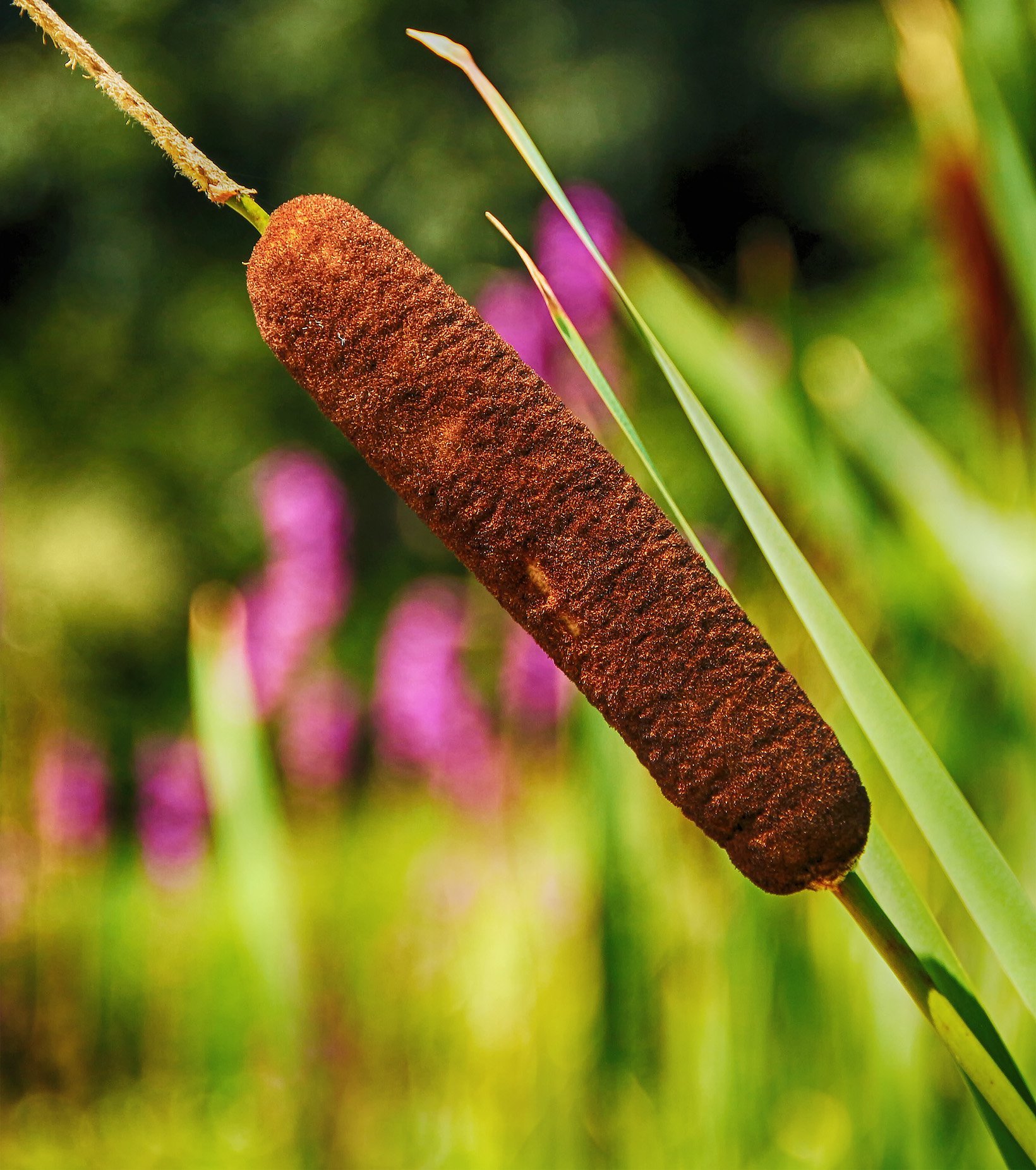 Фото рогоза. Рогоз Typha. Рогоз широколистный. Рогоз чакан. Рогоз цвелёва.