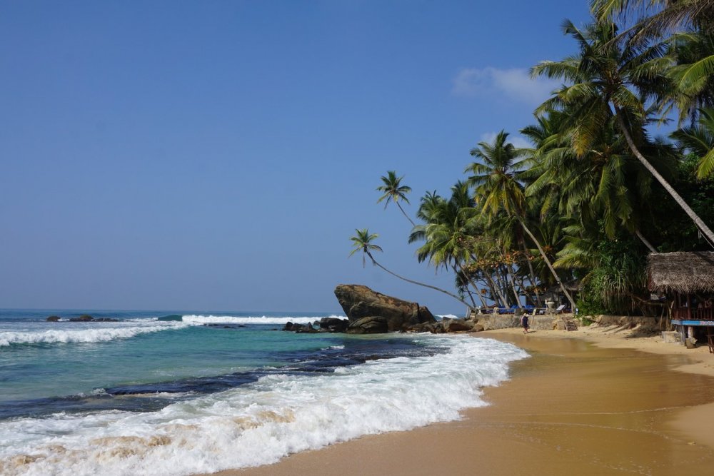 Шри Ланка Мирисса пальмовая роща