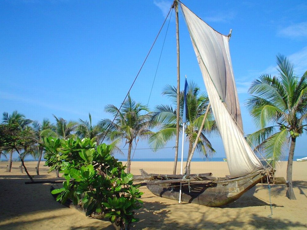 Пальмы прибрежной Шри Ланки