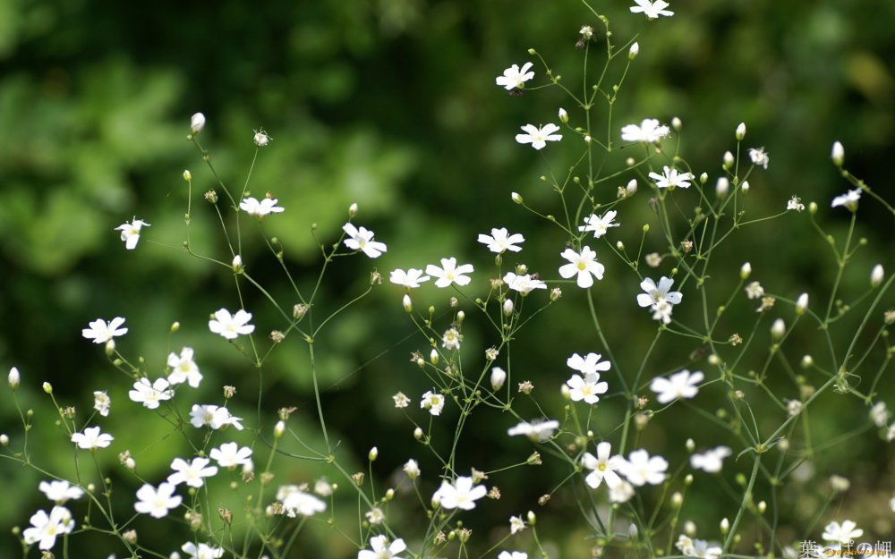 Маленькие белые полевые цветы (74 фото) - 74 фото