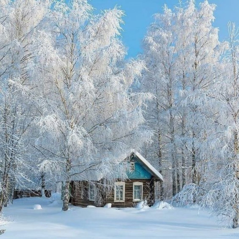 береза зимняя у дома (91) фото