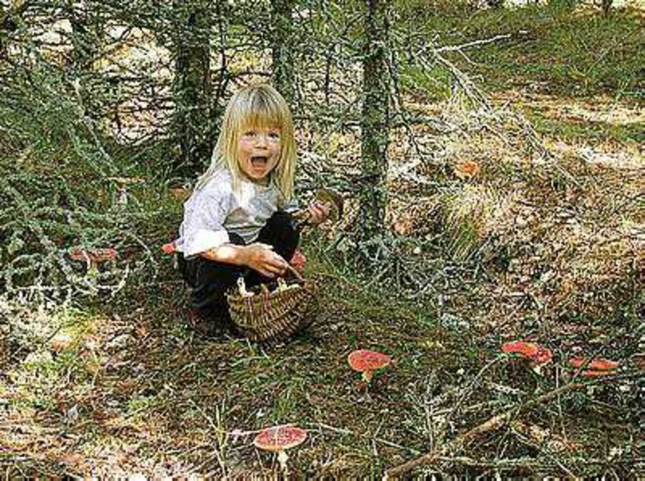 Девочка в лесу собирала грибы. Дети собирают грибы в лесу. Девочка в лесу. Девочка потерялась в лесу. Девочка в лесу собирает грибы.