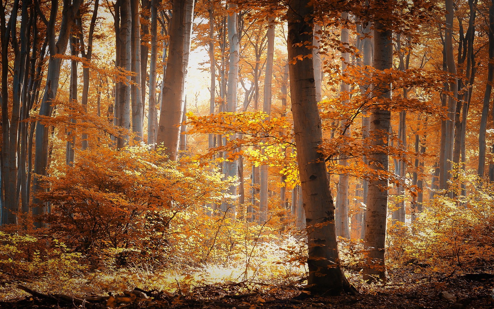 Виды осеннего леса. Осенний лес. Осень в лесу. Лес осенью. Пейзаж осеннего леса.