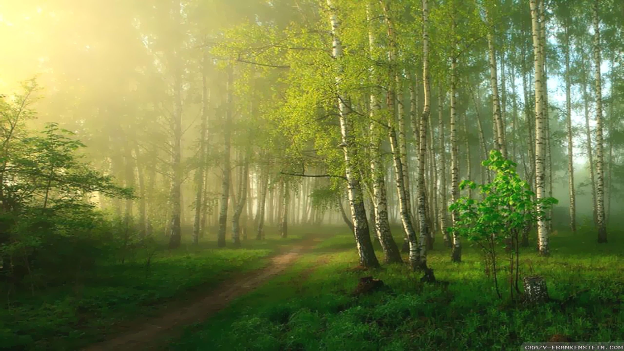 Песня утро в лесу. Лес весной. Утро в лесу. Утро в весеннем лесу. Березы в тумане.