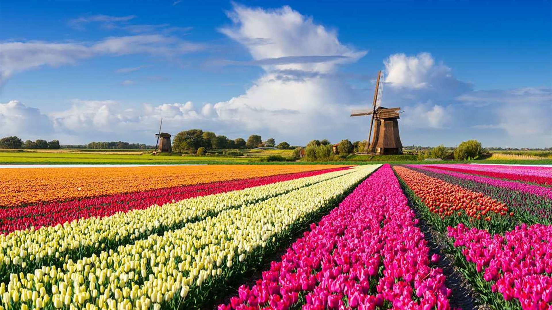 Как будет по английски поля. Голландия тюльпановые поля мельница. Амстердам тюльпановые поля. Парк кёкенхоф Голландия мельница.
