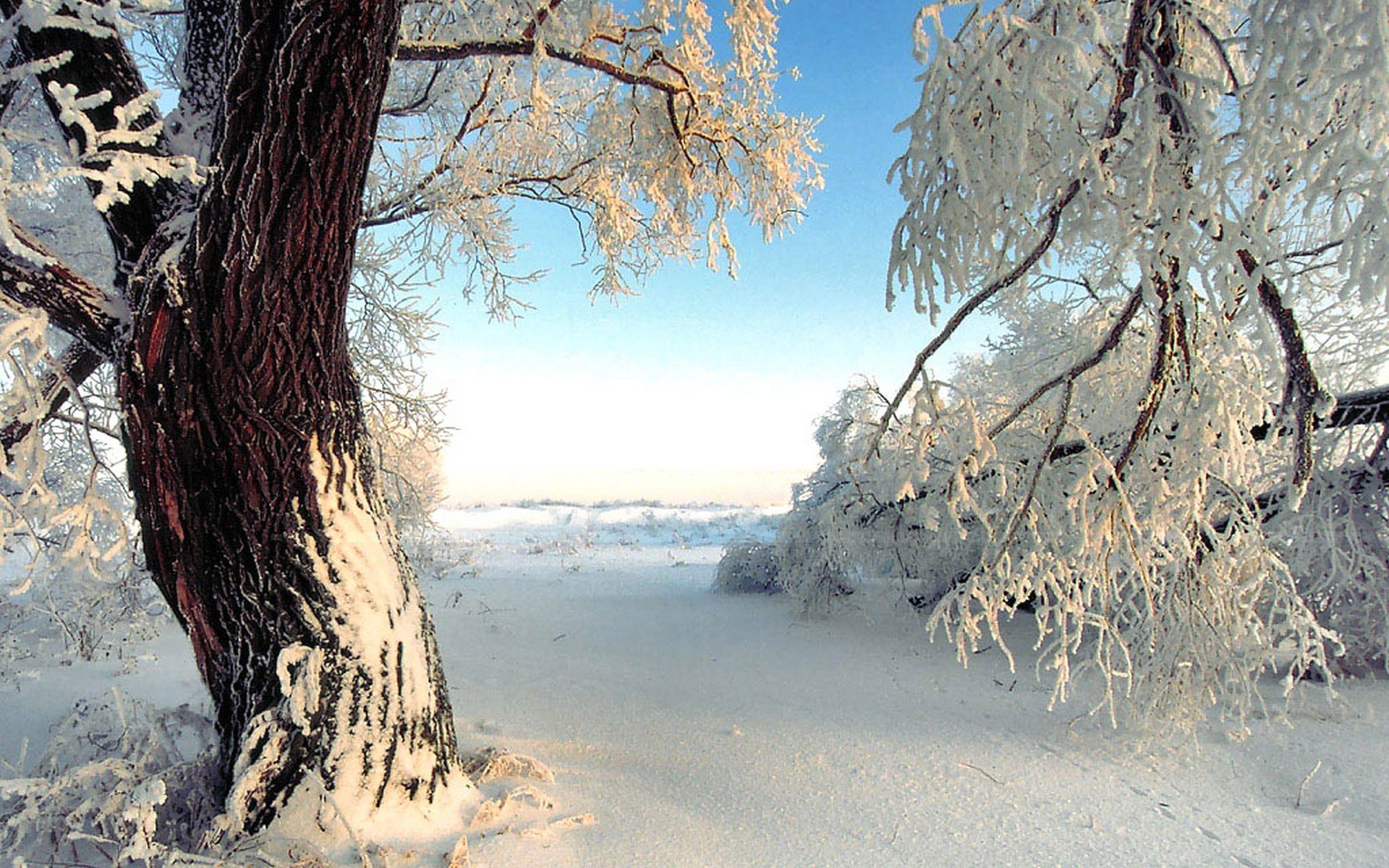 Лето было жарким а зима снежной. Деревья в снегу. Февральский пейзаж. Зимнее дерево. Зима январь.