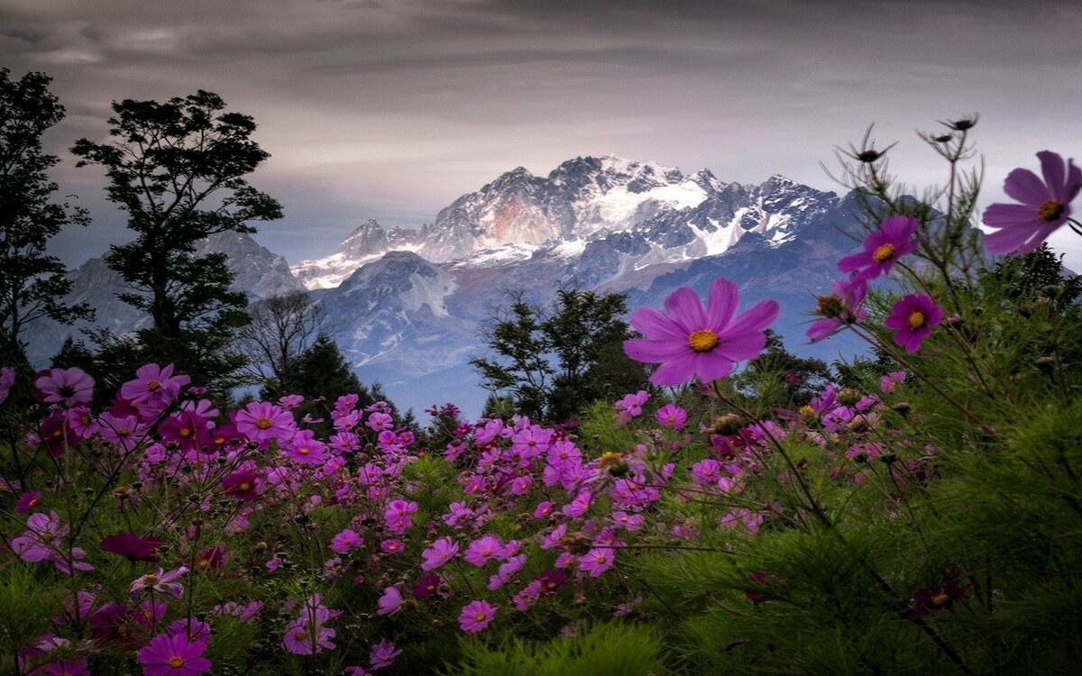 красивые горы с цветами