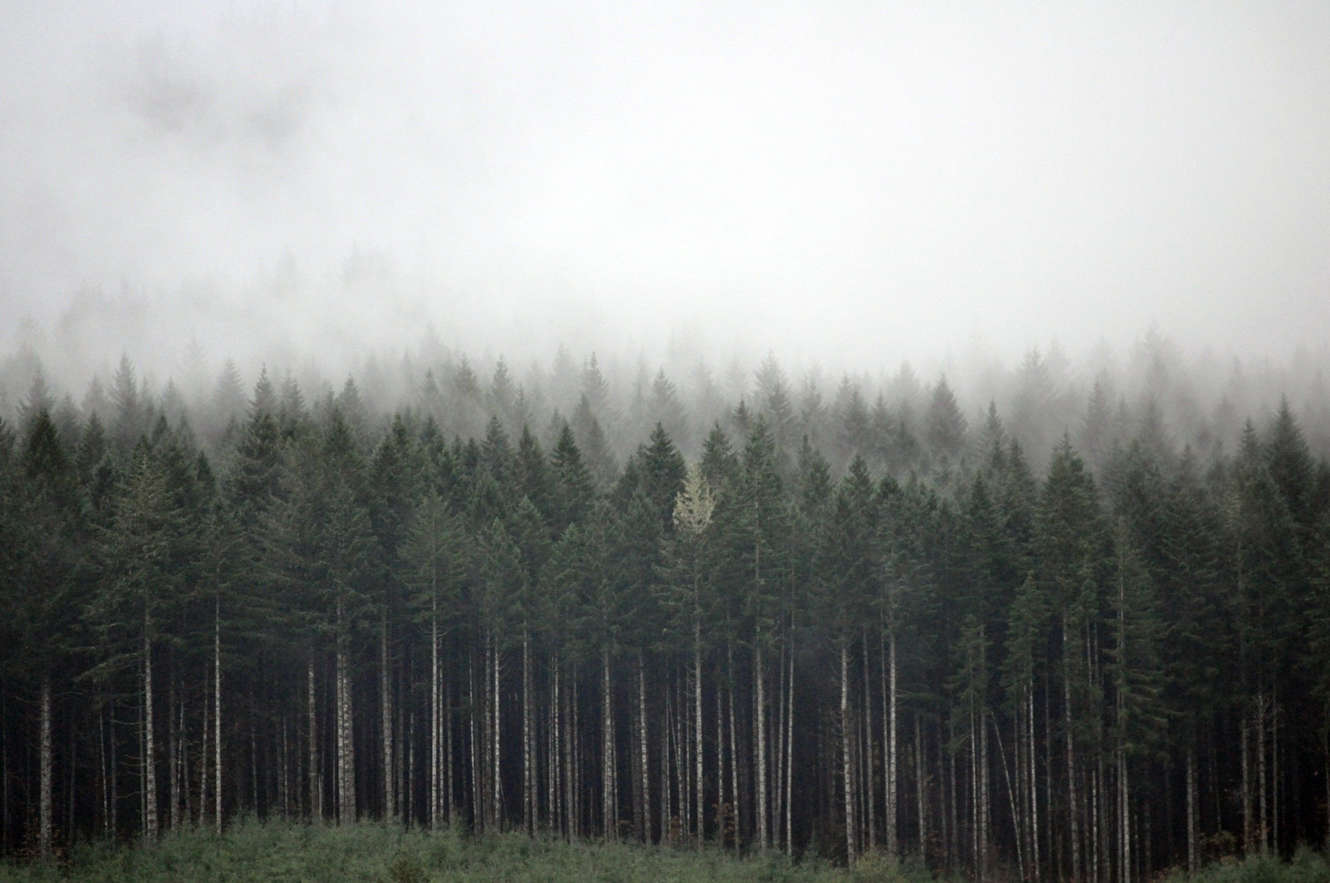 In the fog. Твин пикс Сосновый лес. Твин пикс лес сосны. Туманный еловый лес. Хвойный лес в тумане.