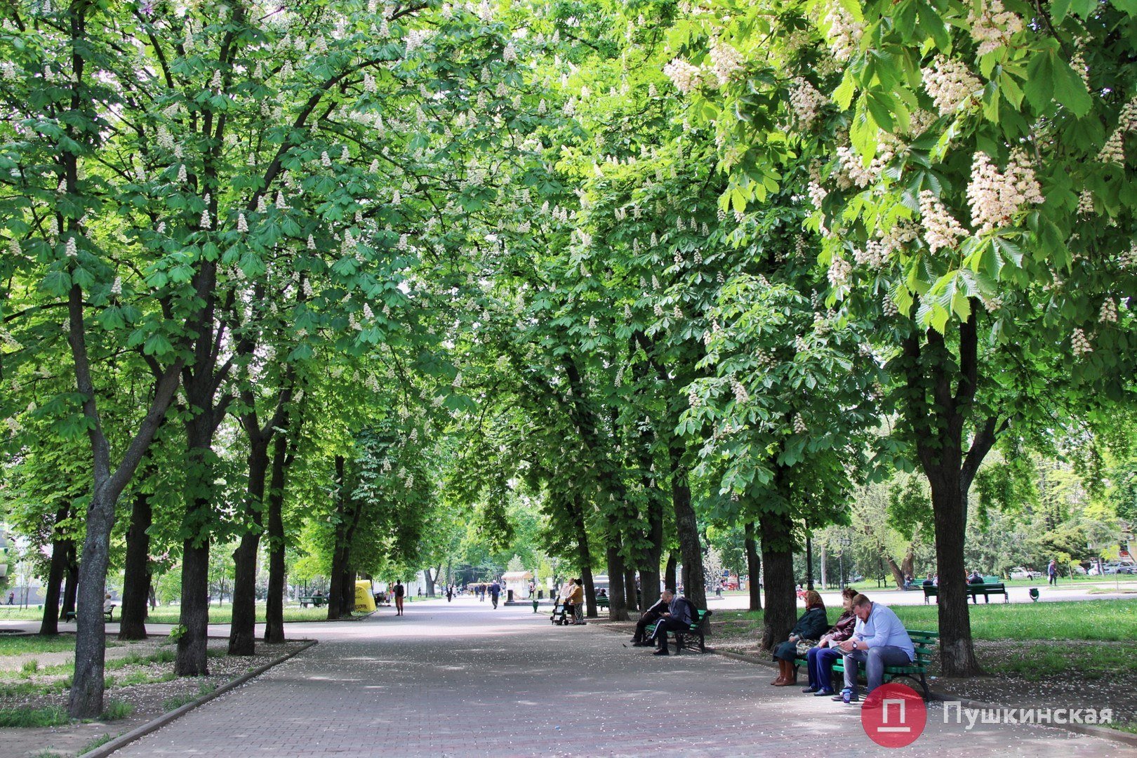 Каштановая роща. Каштановая аллея в Одессе. Одесса каштаны. Одесса каштаны бульвар. Цветущие каштаны в Оденс.