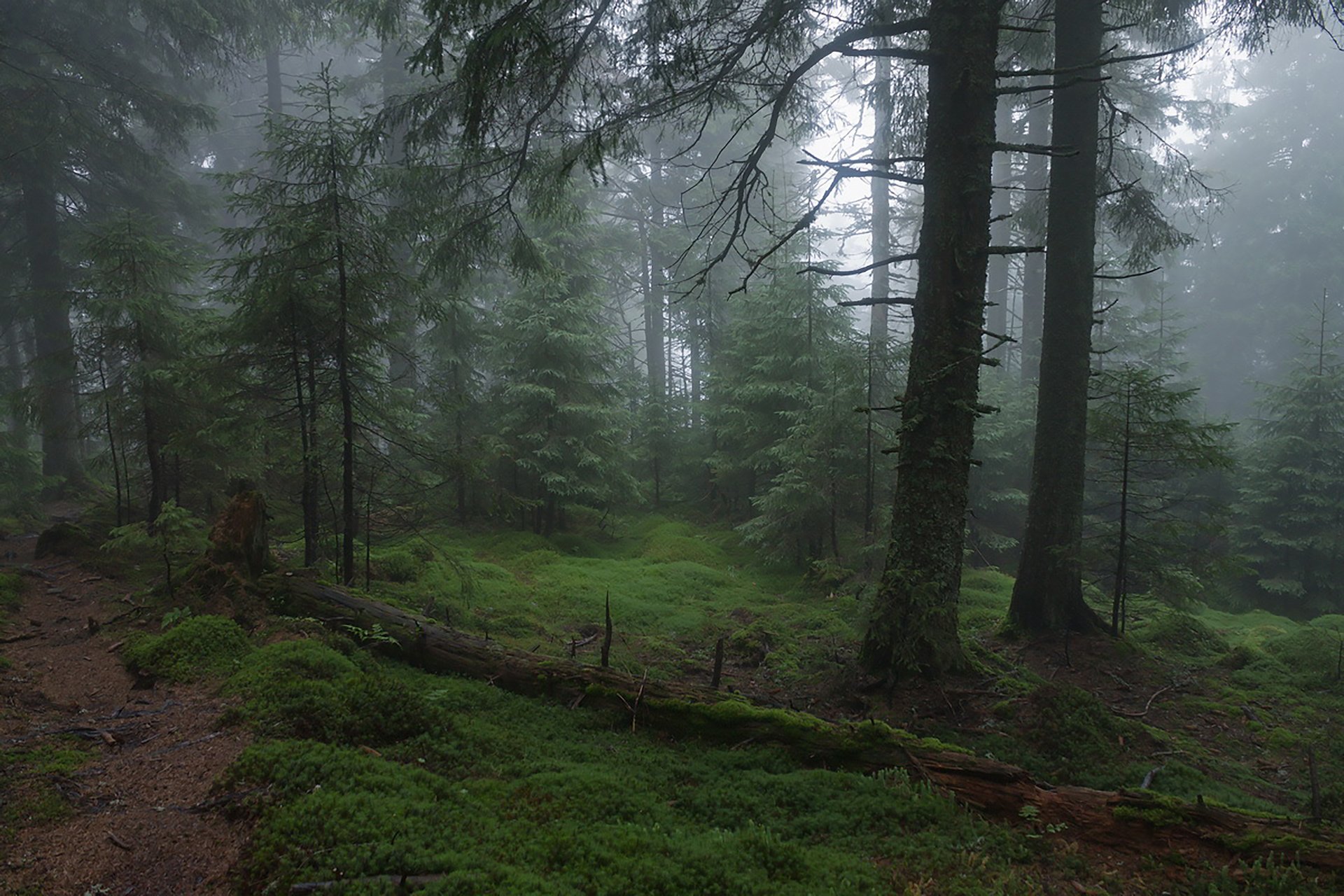 Лесная чаща. Лес в тумане. Мрачный еловый лес. Туманный еловый лес. Лес чаща.