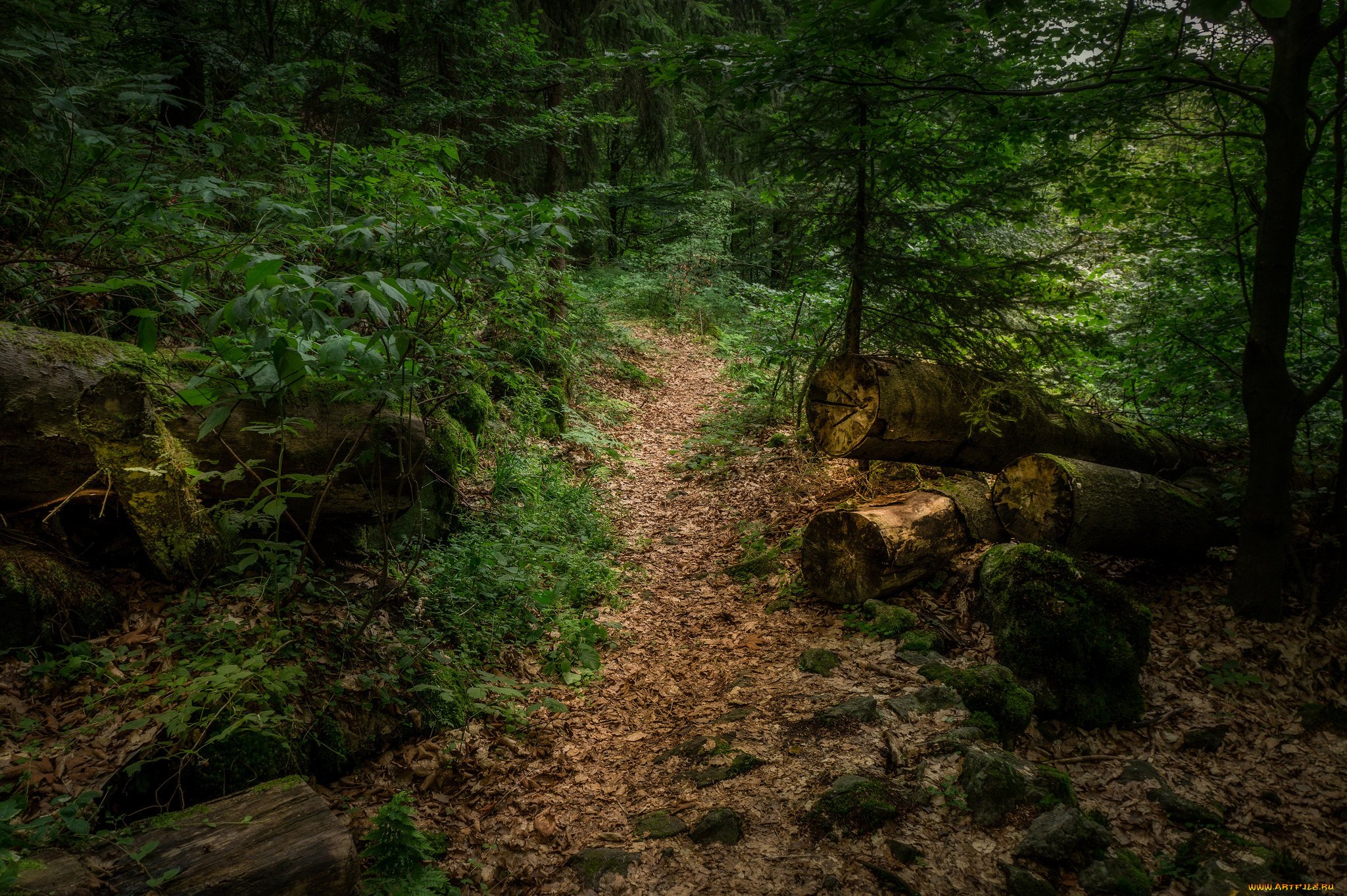 Forest trail. Шварцвальд тропа. Тропинка в лесу. Тропа в лесу на рабочий стол. Панорама тропинка в лесу.