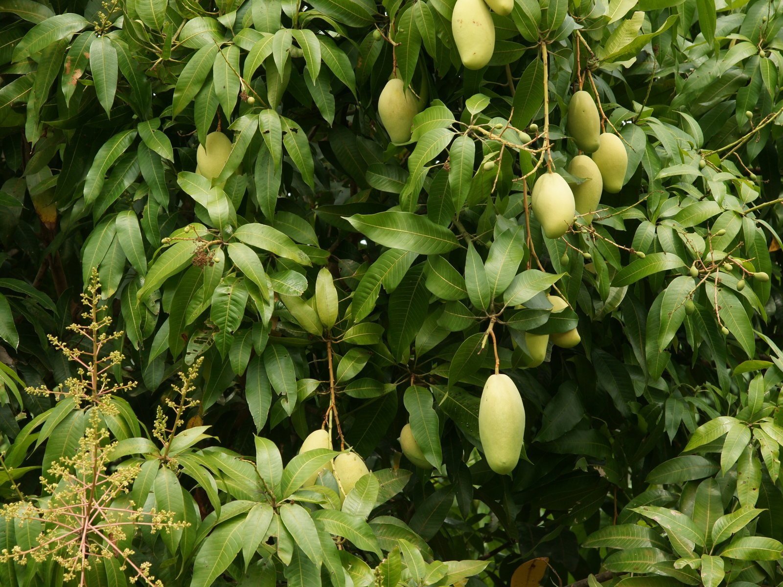 Манго дерево цветет. Дерево манго манговое дерево. Манговое дерево Египет. Египетское манго дерево. Манго индийское растение.