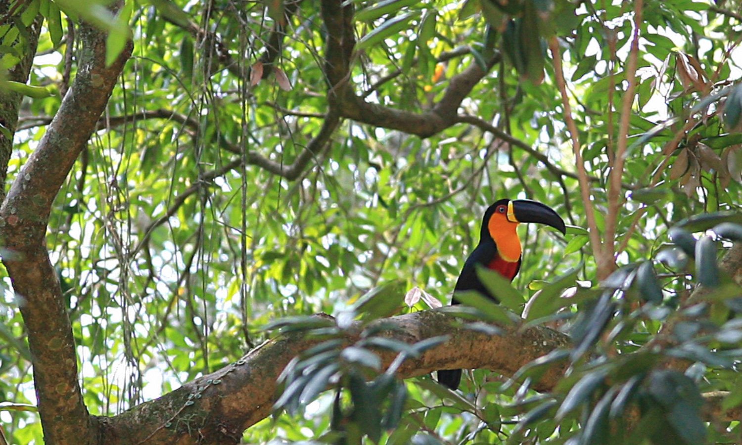 Brazil tropical. Сельва Амазон птица. Тропические леса амазонки в Бразилии. Сельва Перу.