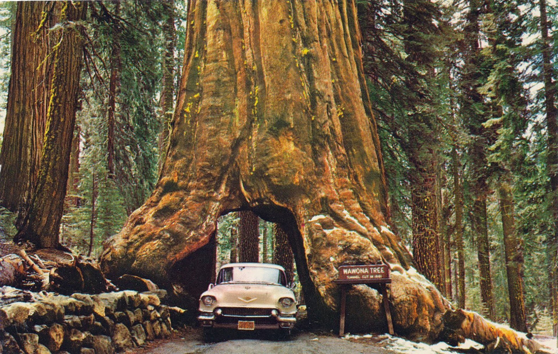 Giant forest. Национальный парк Секвойя Калифорния. Парк Секвойя Калифорния туннель. Йосемитский национальный парк секвойи. Национальный парк «Секвойя», штат Калифорния, США.