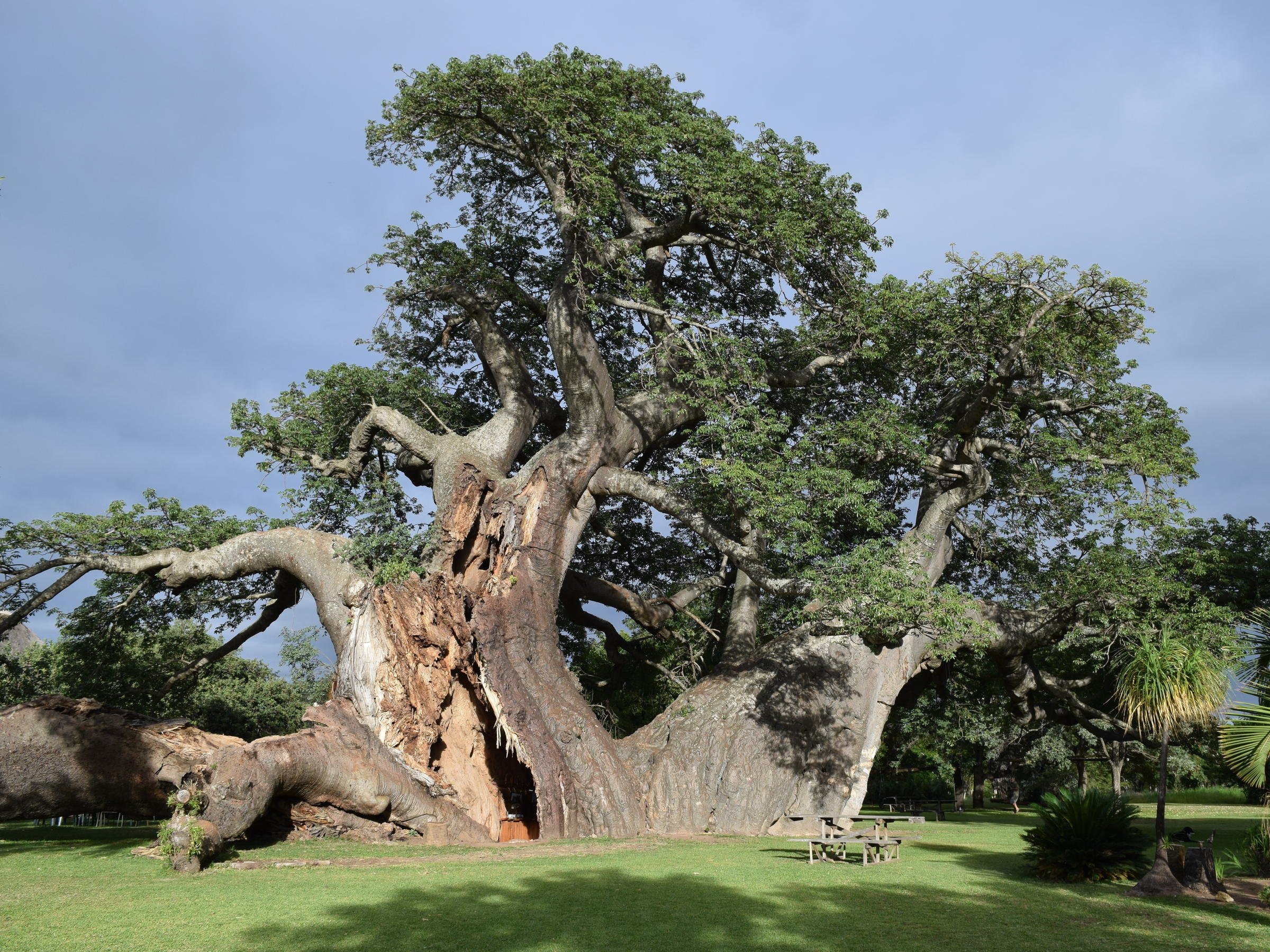 Мир древних деревьев. Баобаб Санлэнд. Баобаб дерево. Эбеновое дерево Коста Рика. Самое большое дерево в мире баобаб.