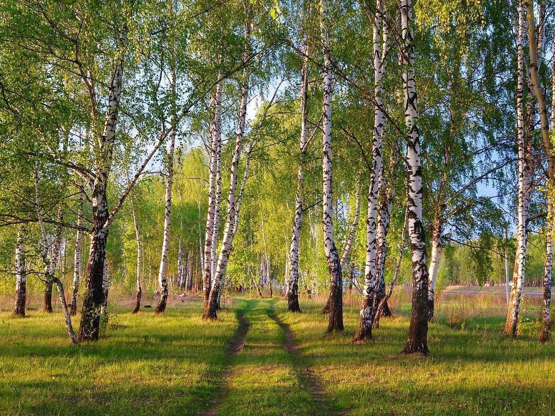 березовая роща в москве