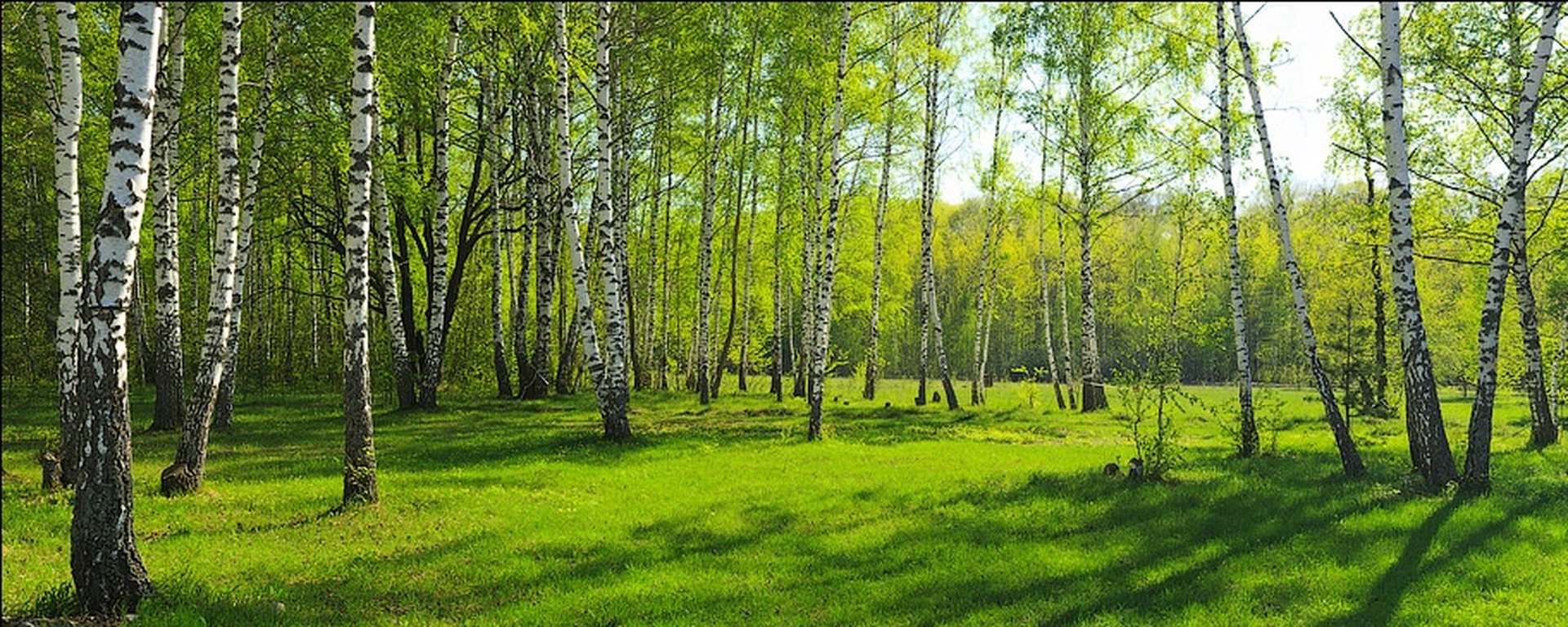 Роща каталог. Поляна в березовой роще. Березовая роща панорама. Березовая роща Подольск. Панорама березового леса.