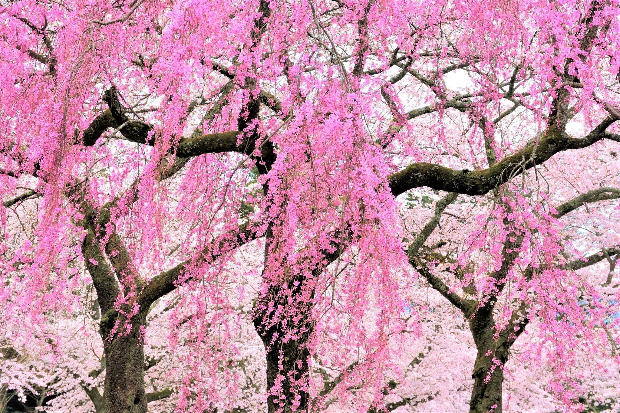 Дерево с розовыми ветками. Черри блоссом дерево плакучее. Розовое дерево. Дерево с розовыми цветами. Цвет розовое дерево.